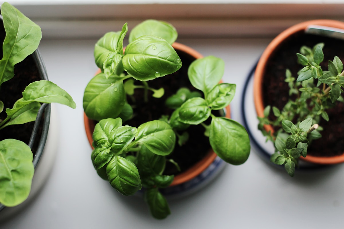 Variety of fresh medicinal herbs growing in a garden