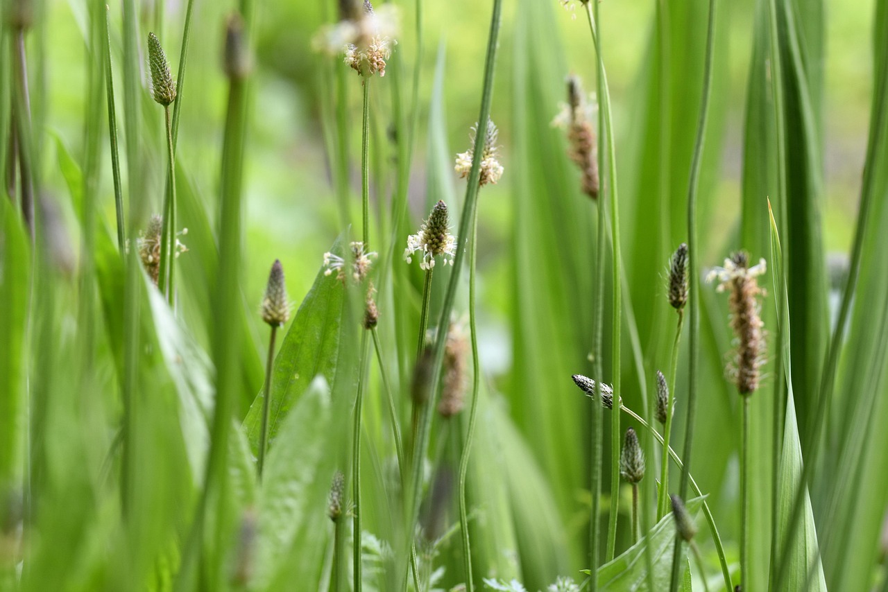 6. Plantain (Plantago major, P. lanceolata)