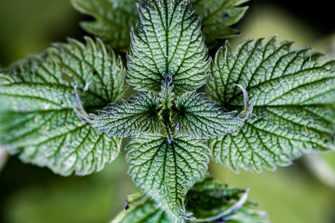 2. Stinging Nettle (Urtica dioica)