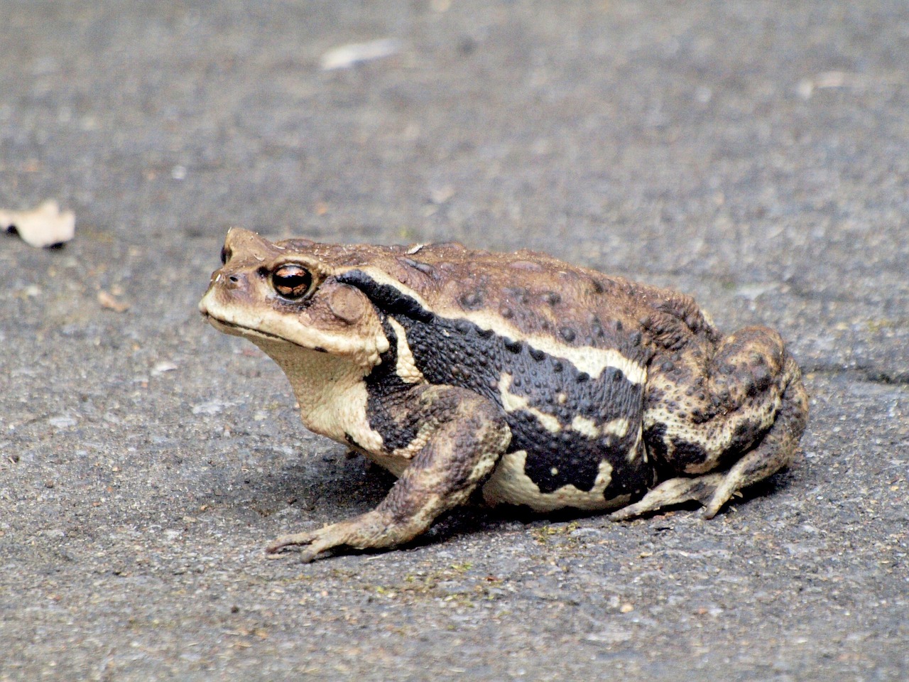 How long does it take for functional mushrooms to work?