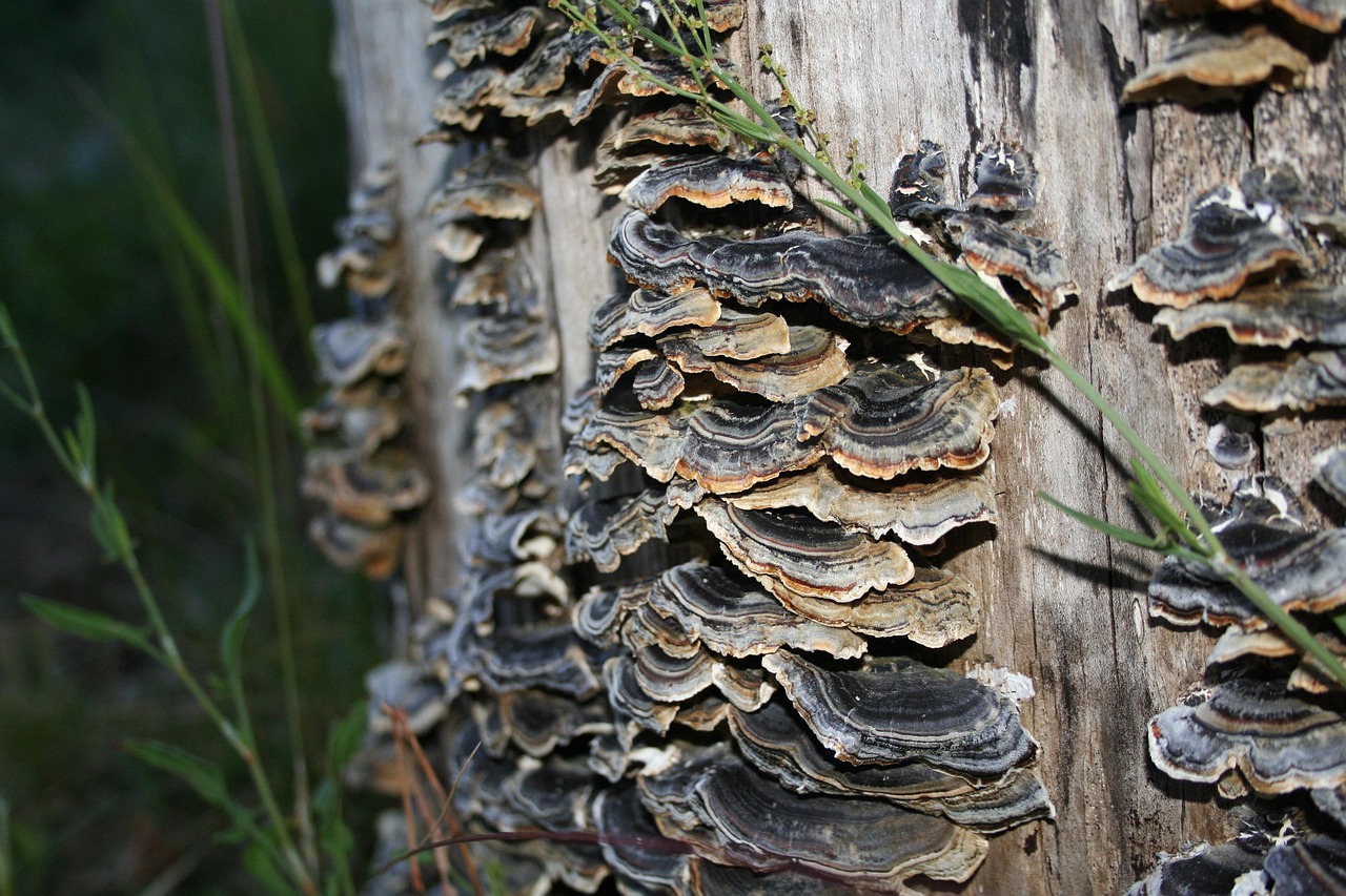 What Makes Turkey Tail the Most Researched Functional Mushroom?