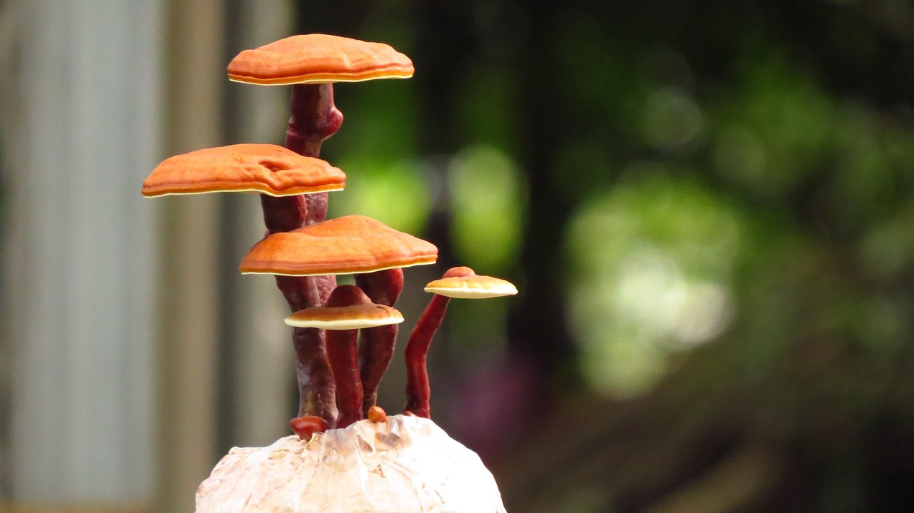 Is Reishi the Best Mushroom for Sleep and Stress?