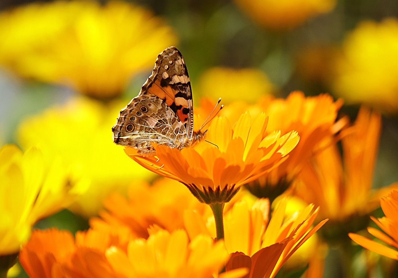 Step 2: Making Calendula-Infused Oil
