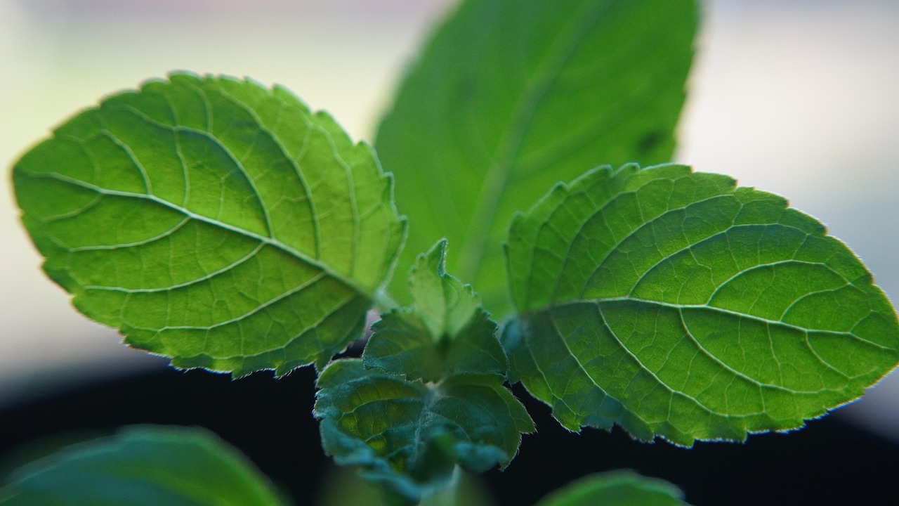 3. Holy Basil / Tulsi (Ocimum sanctum) — The Traditional All-Rounder