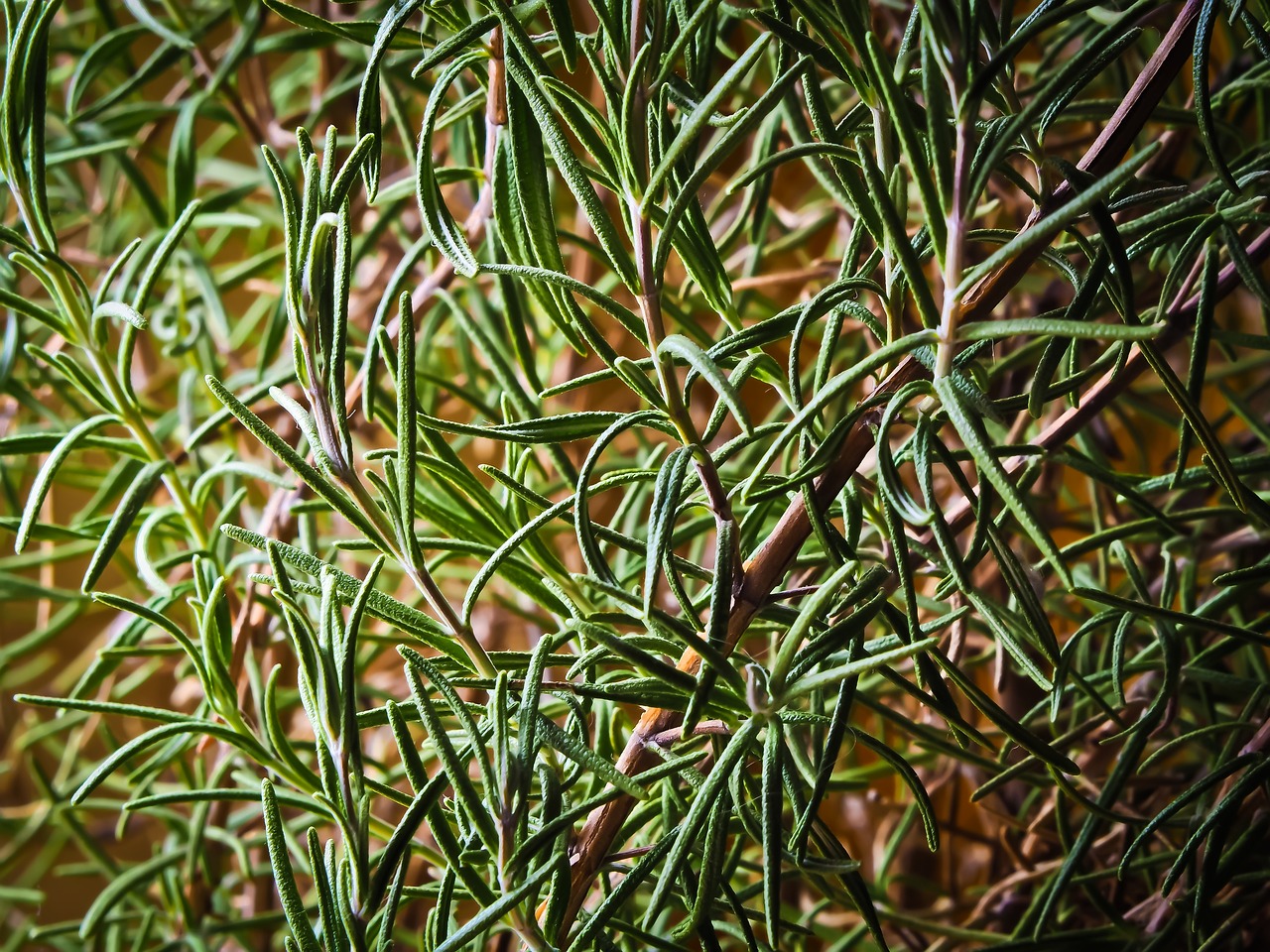 5. Rosemary (Carnosic Acid)