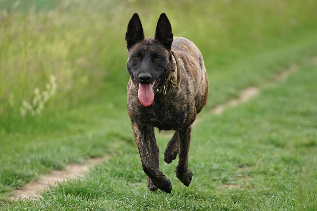 A Quick Note on St. John’s Wort and CBD