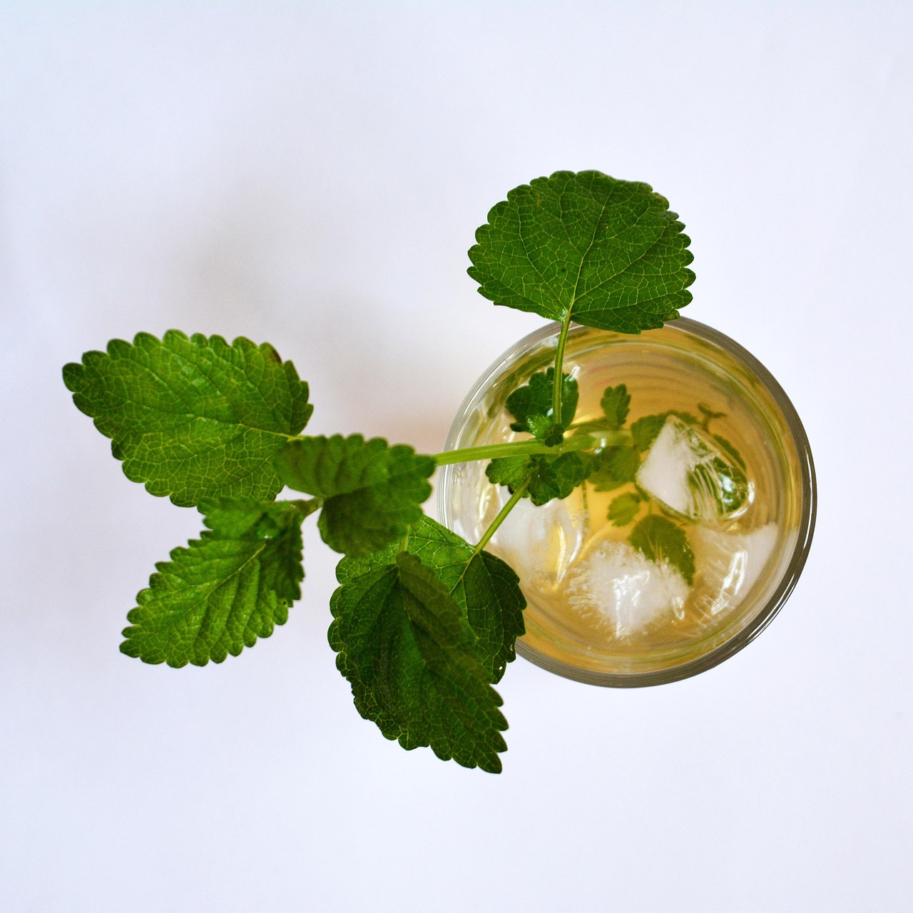 5. Lemon Balm (Melissa officinalis)