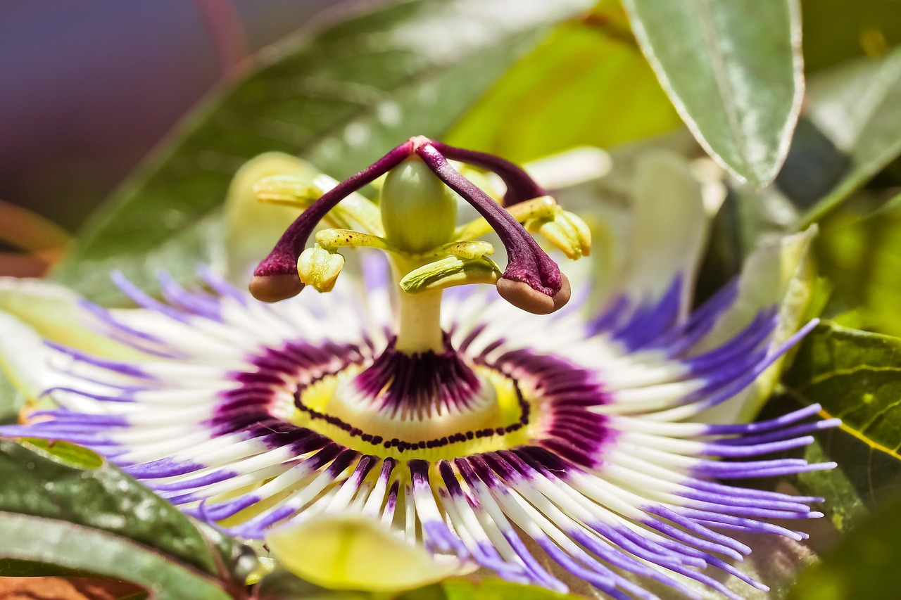 4. Passionflower (Passiflora incarnata)