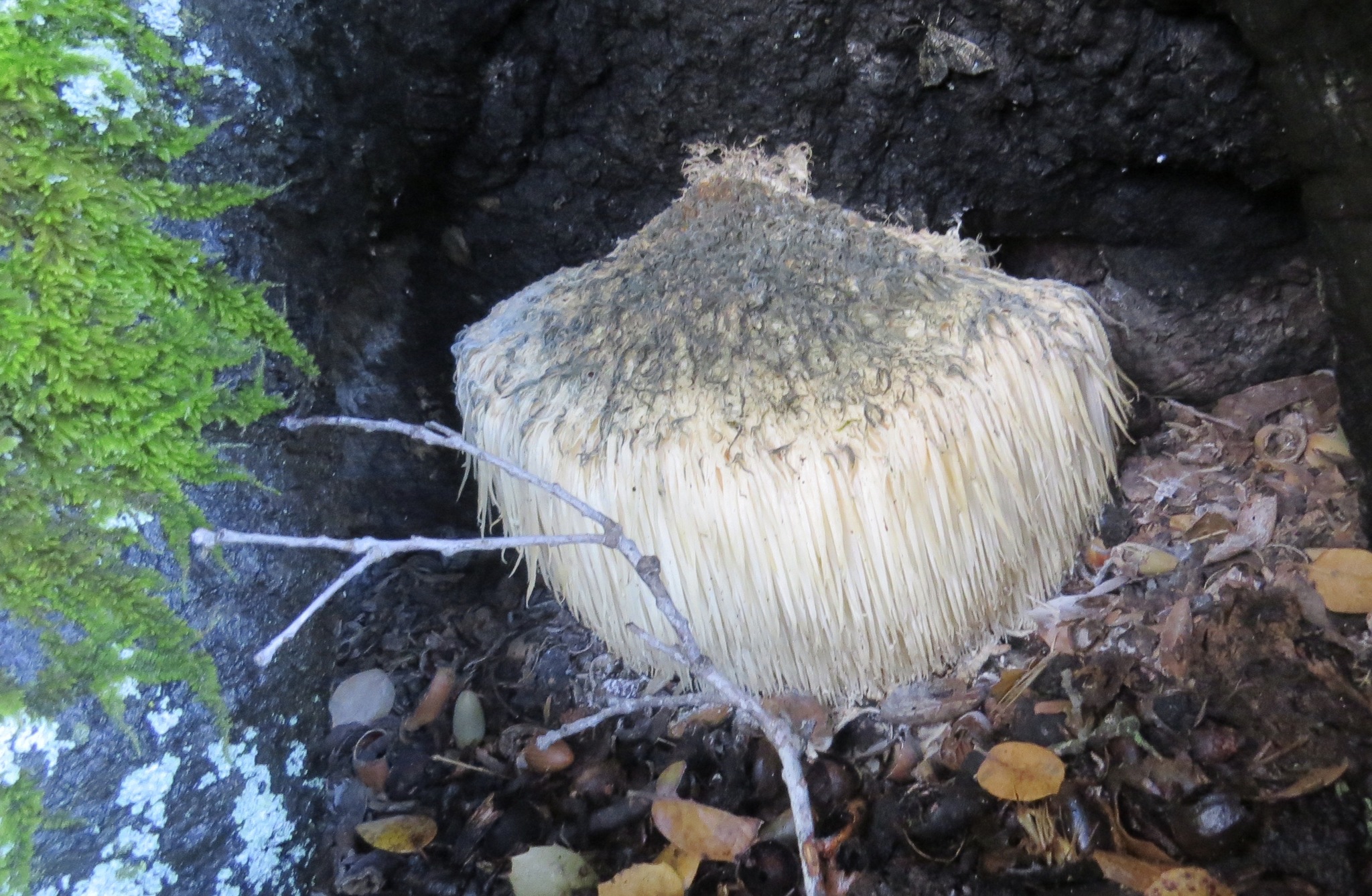 File:Hericium erinaceus 111475715.jpg