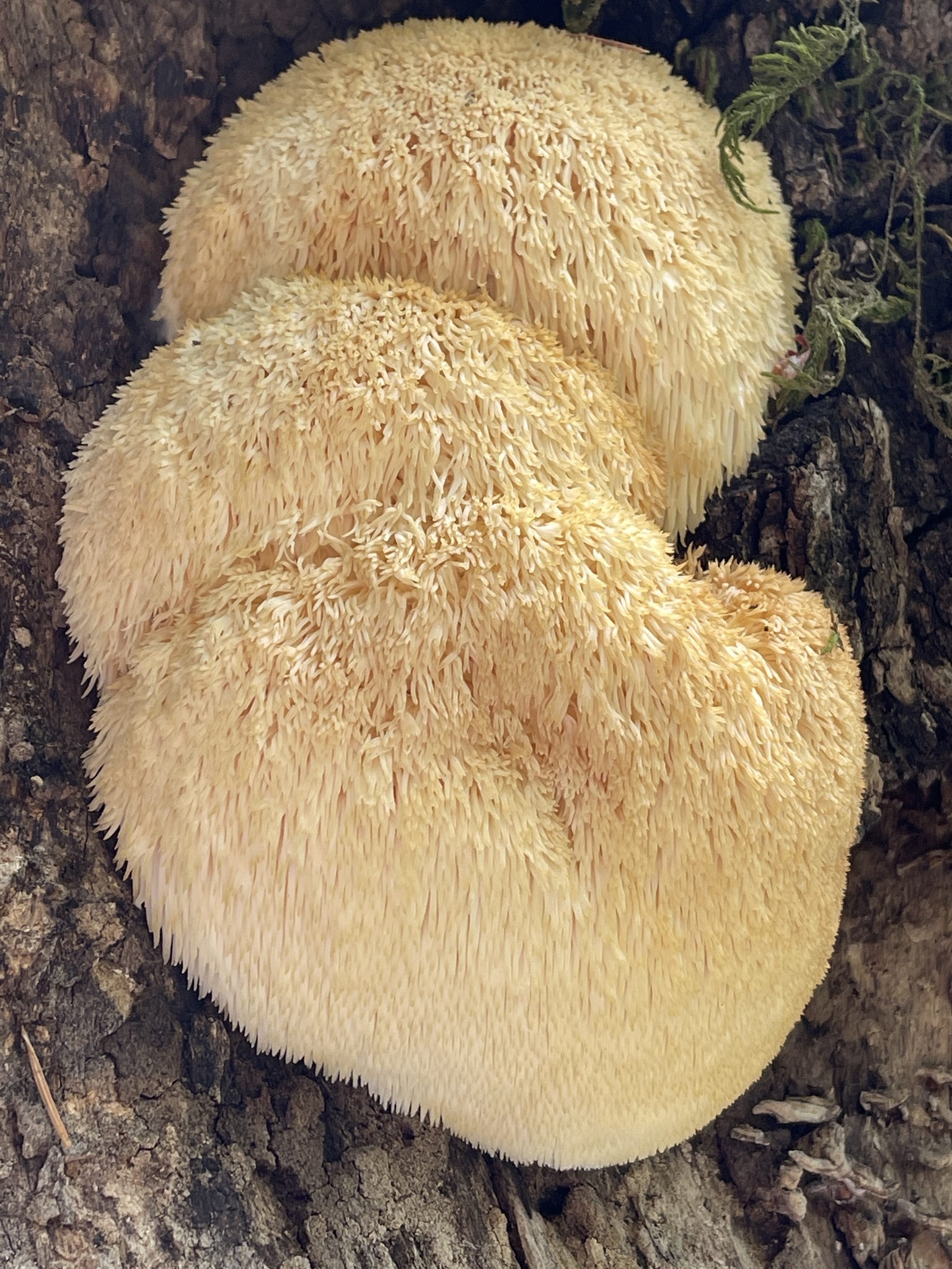 Lion's Mane (File:Hericium erinaceus 116231078.jpg)