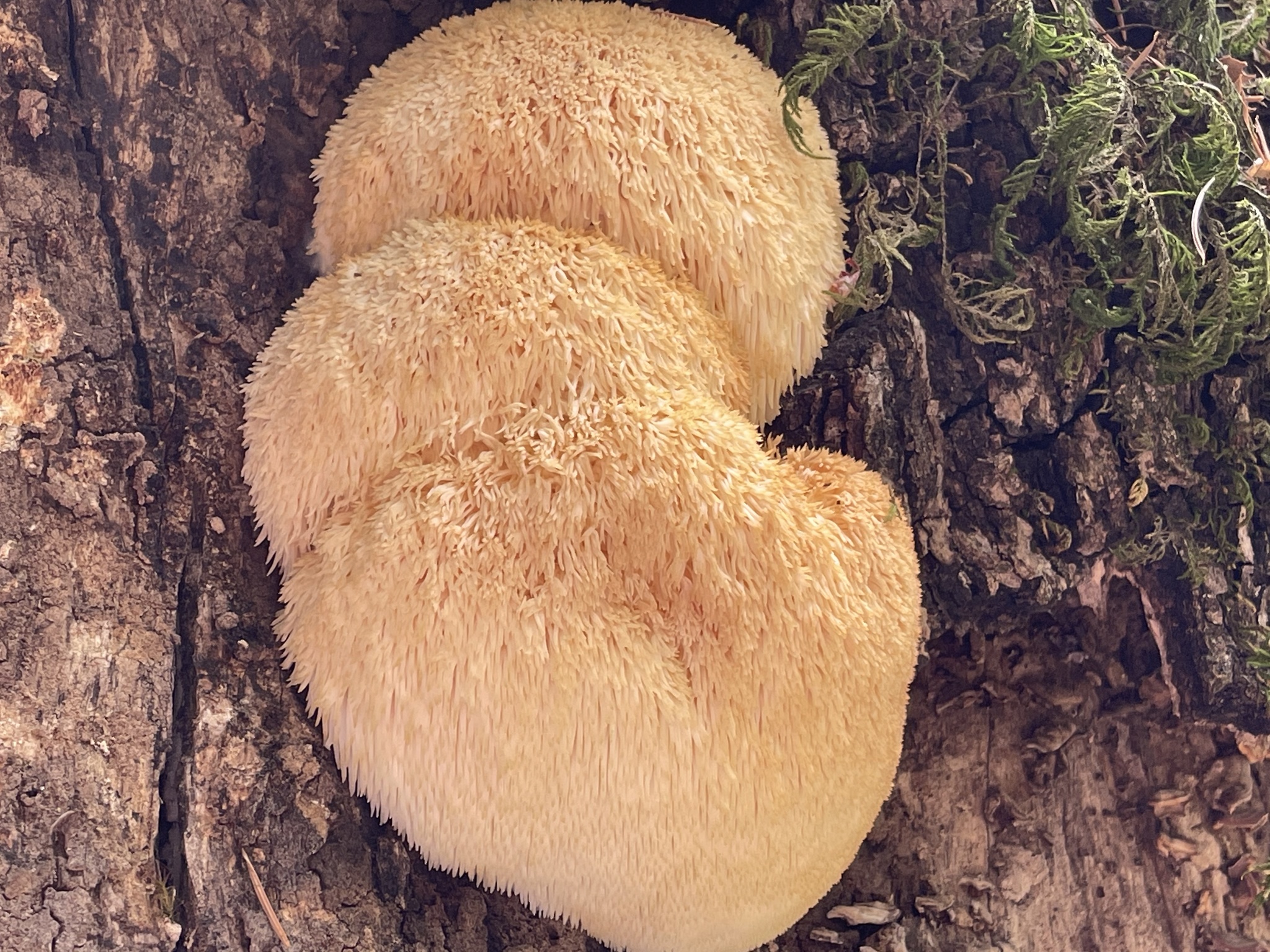 Lion's Mane (File:Hericium erinaceus 116231101.jpg)