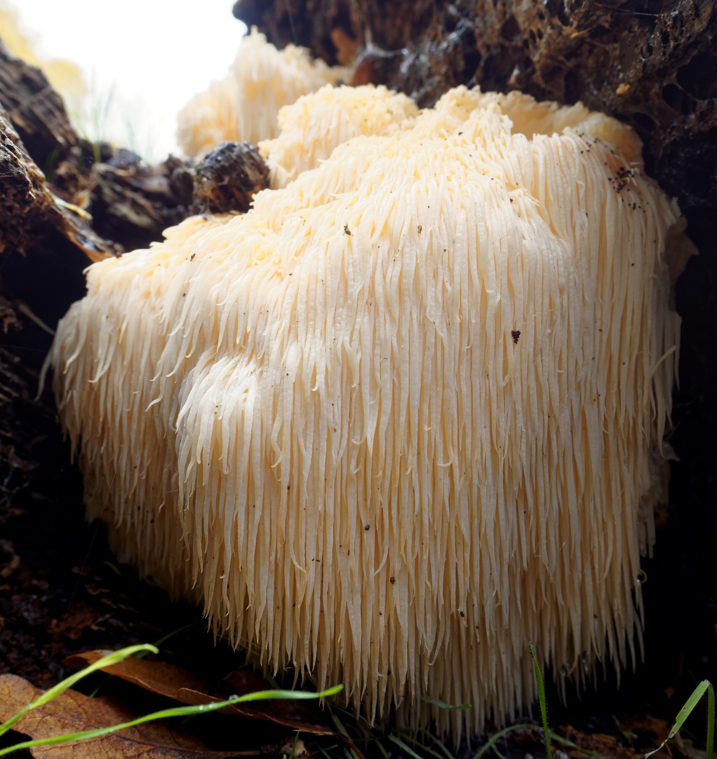 Lion's Mane (File:Hericium erinaceus (30890449762).jpg)
