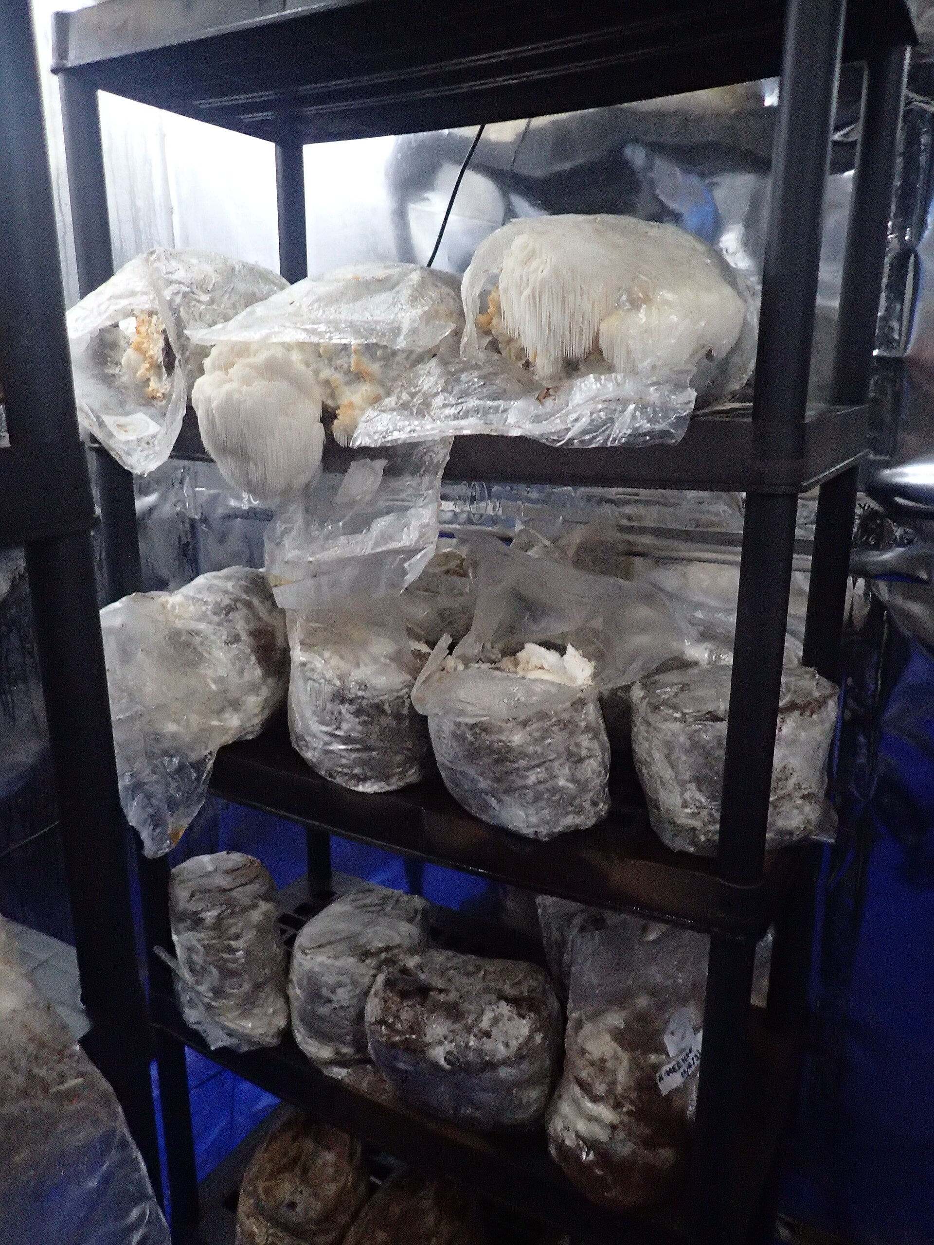 Lion's Mane (File:Hericium erinaceus (fungiculture) 02.jpg)