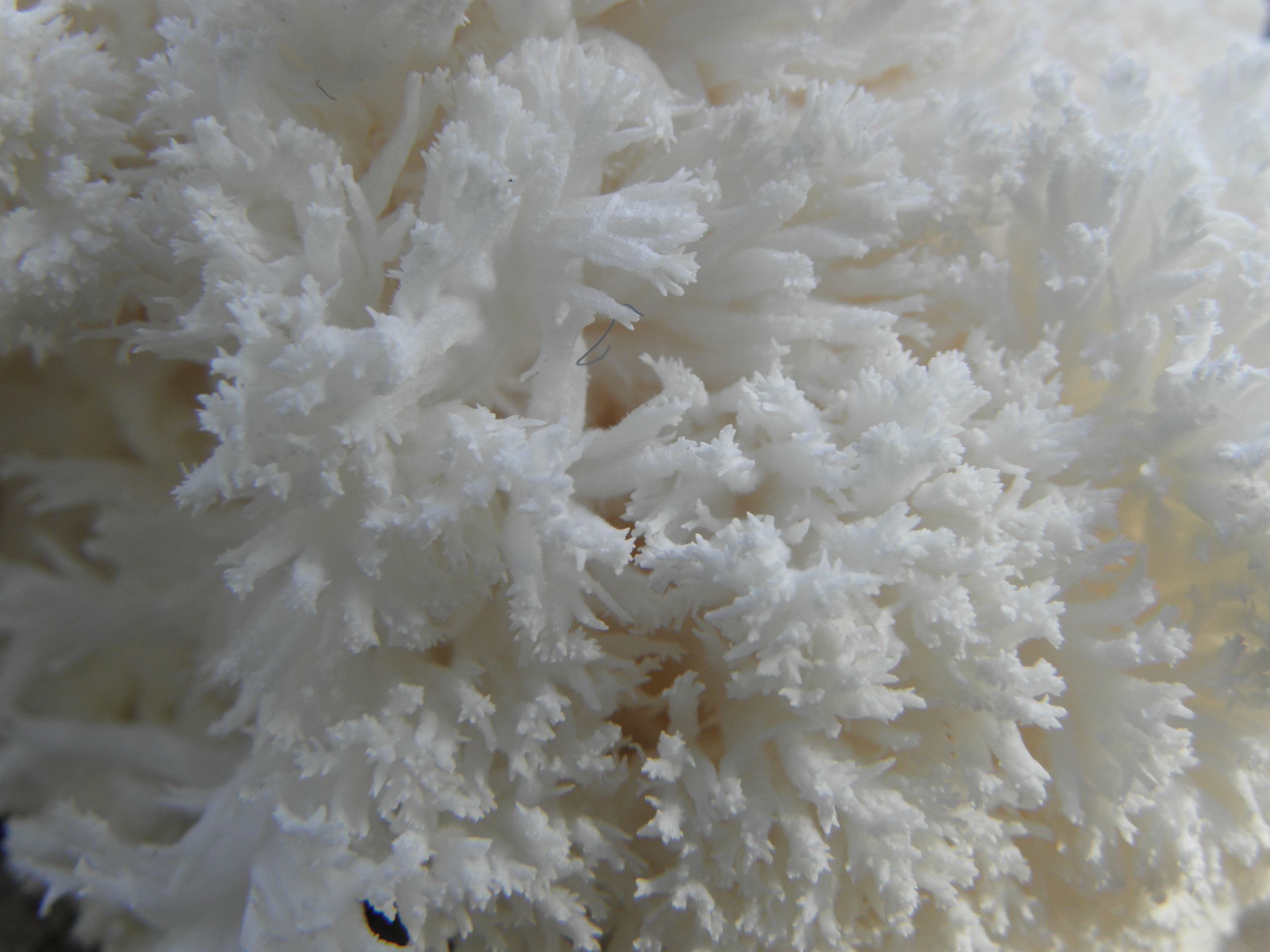 Lion's Mane (File:HERICIUM ERINACEUS R.H. (27).jpg)