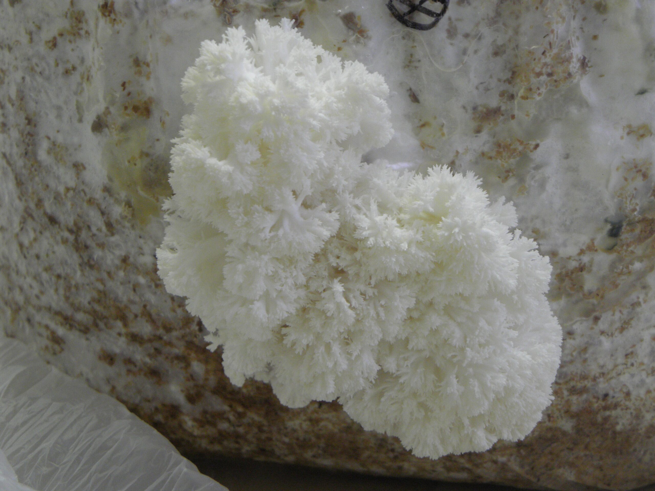 Lion's Mane (File:HERICIUM ERINACEUS R.H. (31).jpg)