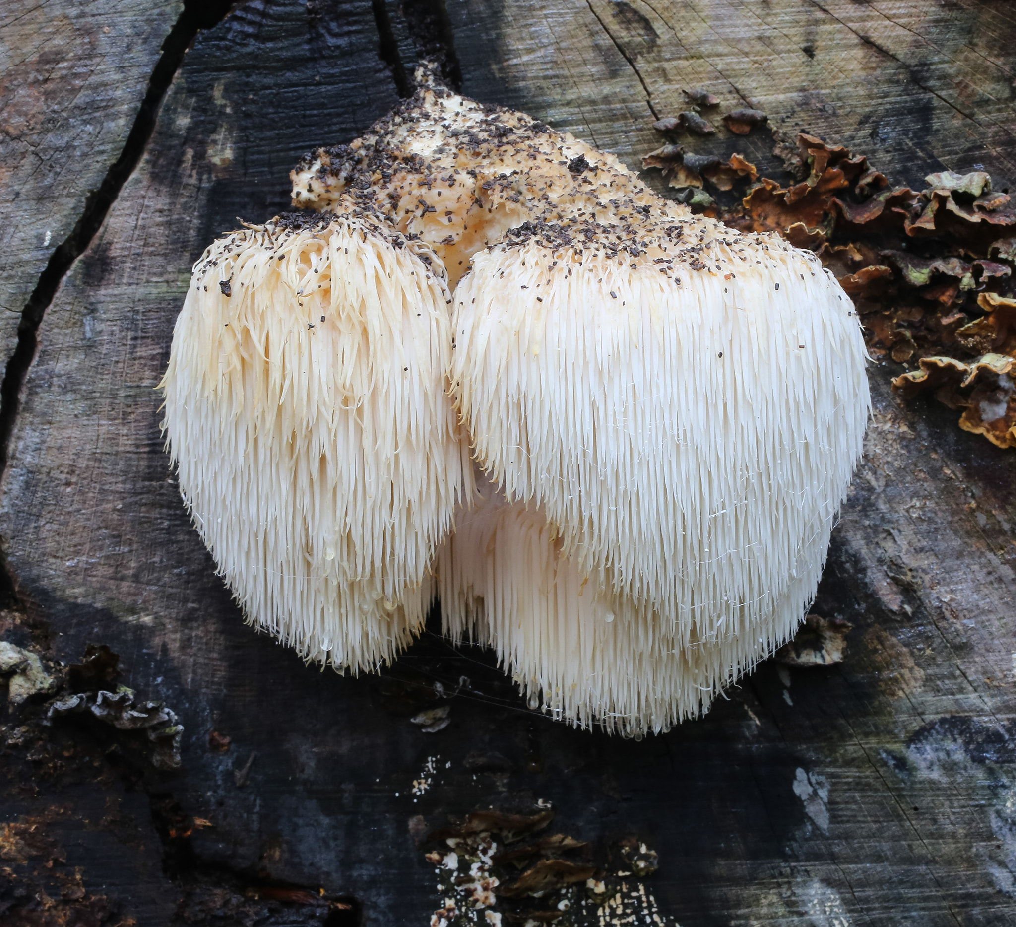 Lion's Mane (File:Lion's Mane Fungi. Hericium erinaceus.jpg)