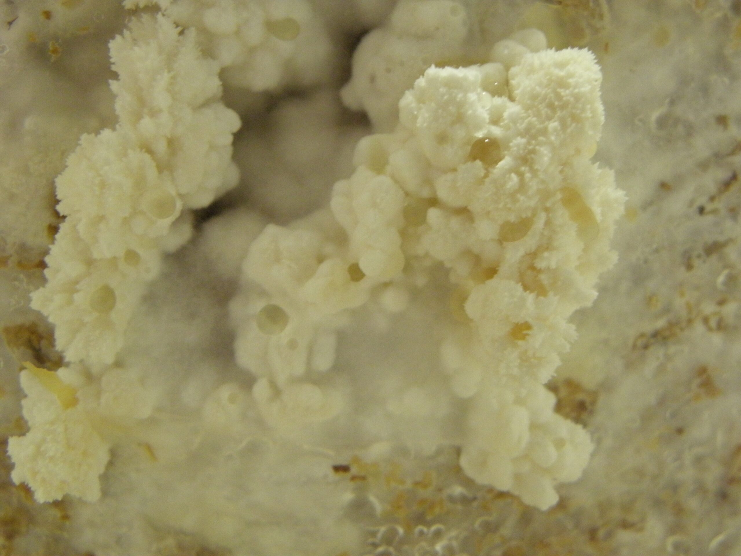 Lion's Mane (File:HERICIUM ERINACEUS R.H. (1).jpg)