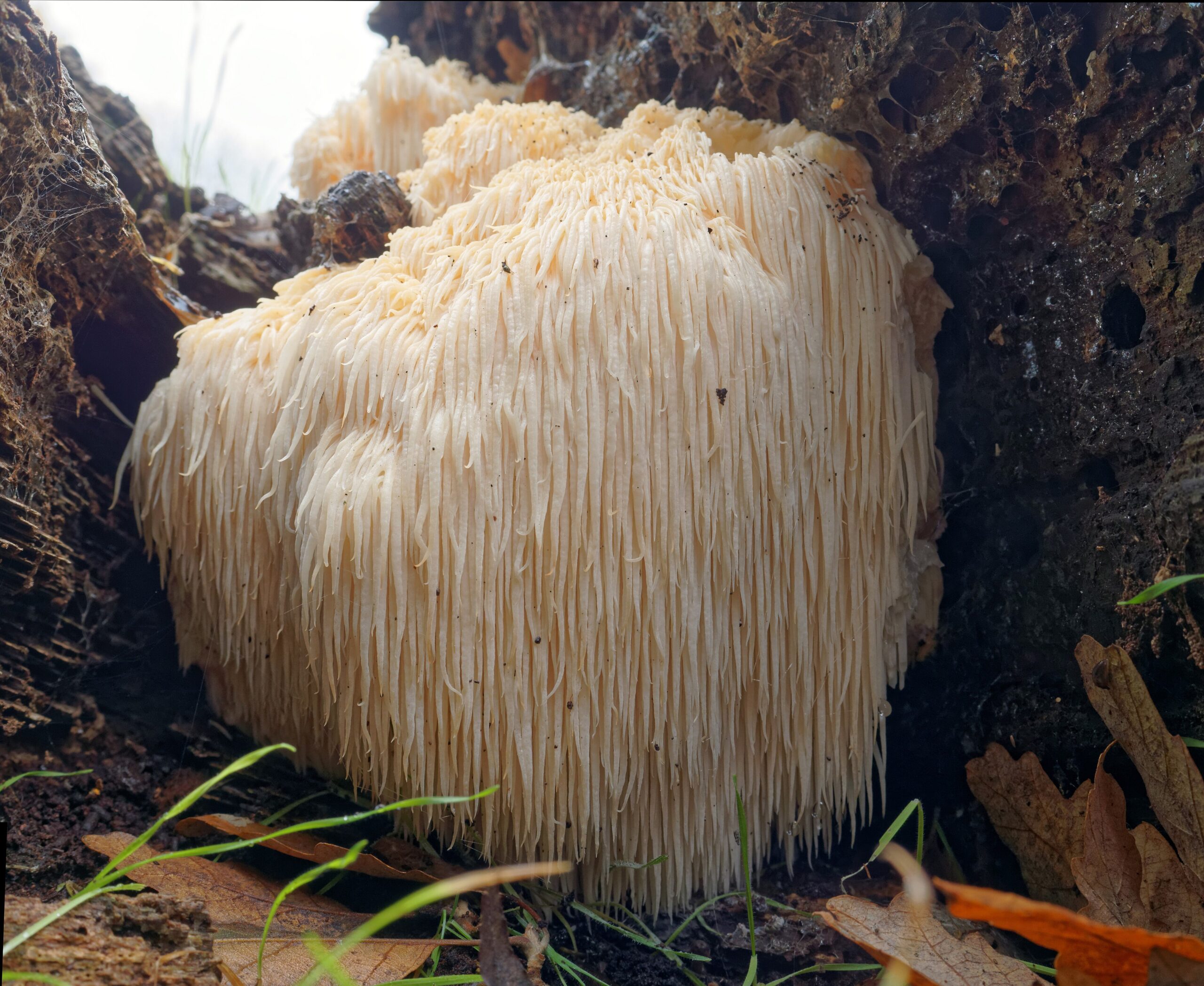 Lion's Mane (File:Hericium erinaceus (30890427082).jpg)