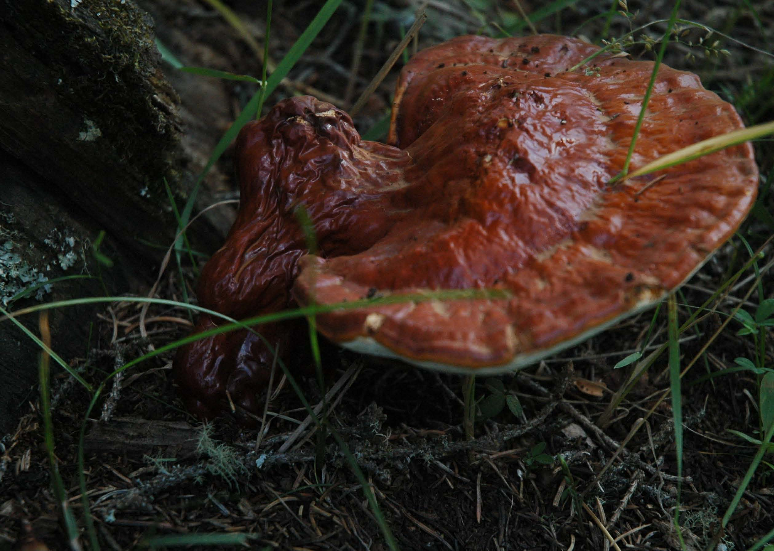 File:Ganoderma lucidum (Altai, Russia).png