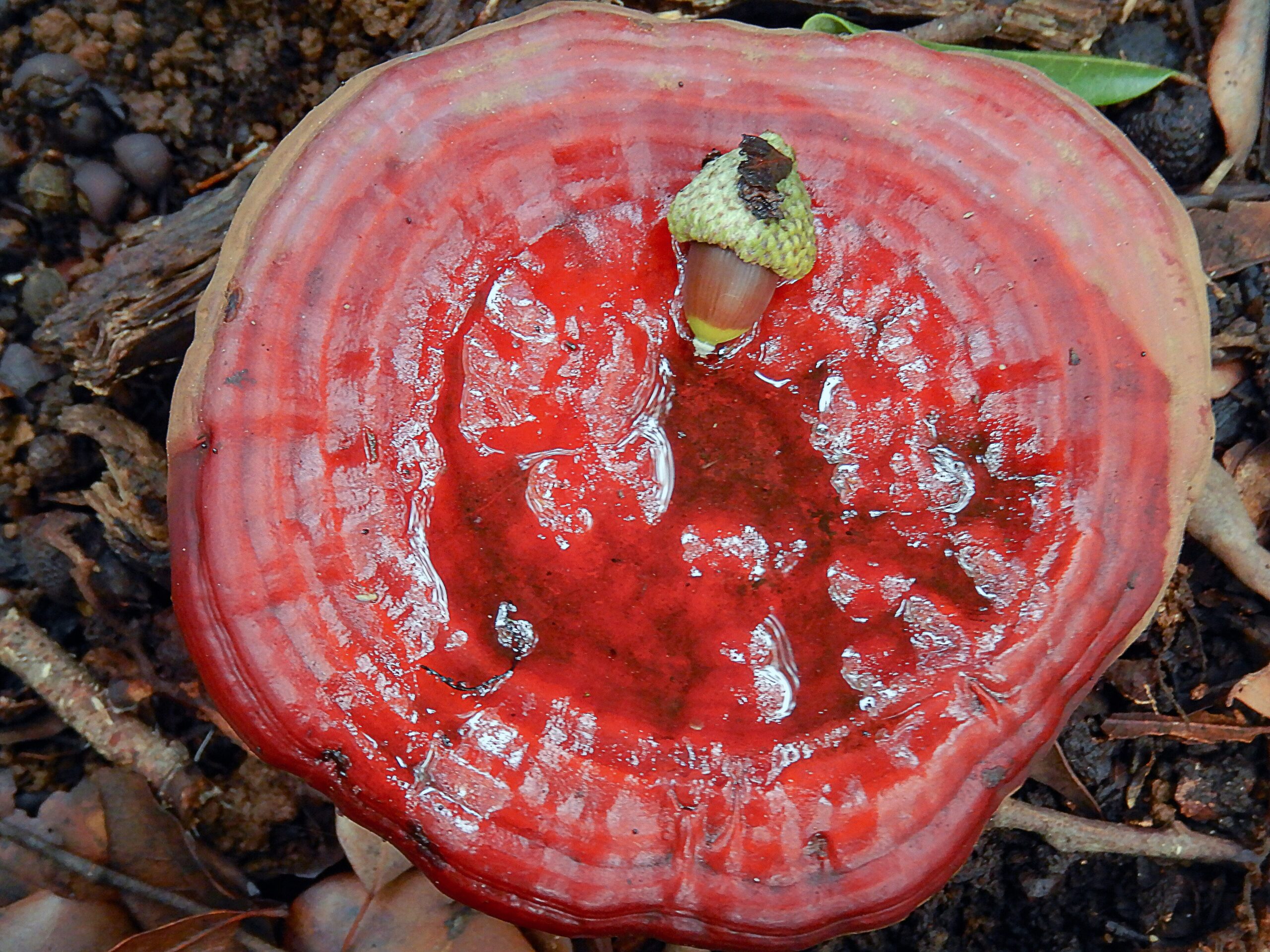 Reishi (File:Round Ganoderma lucidum with centric stem.jpg)