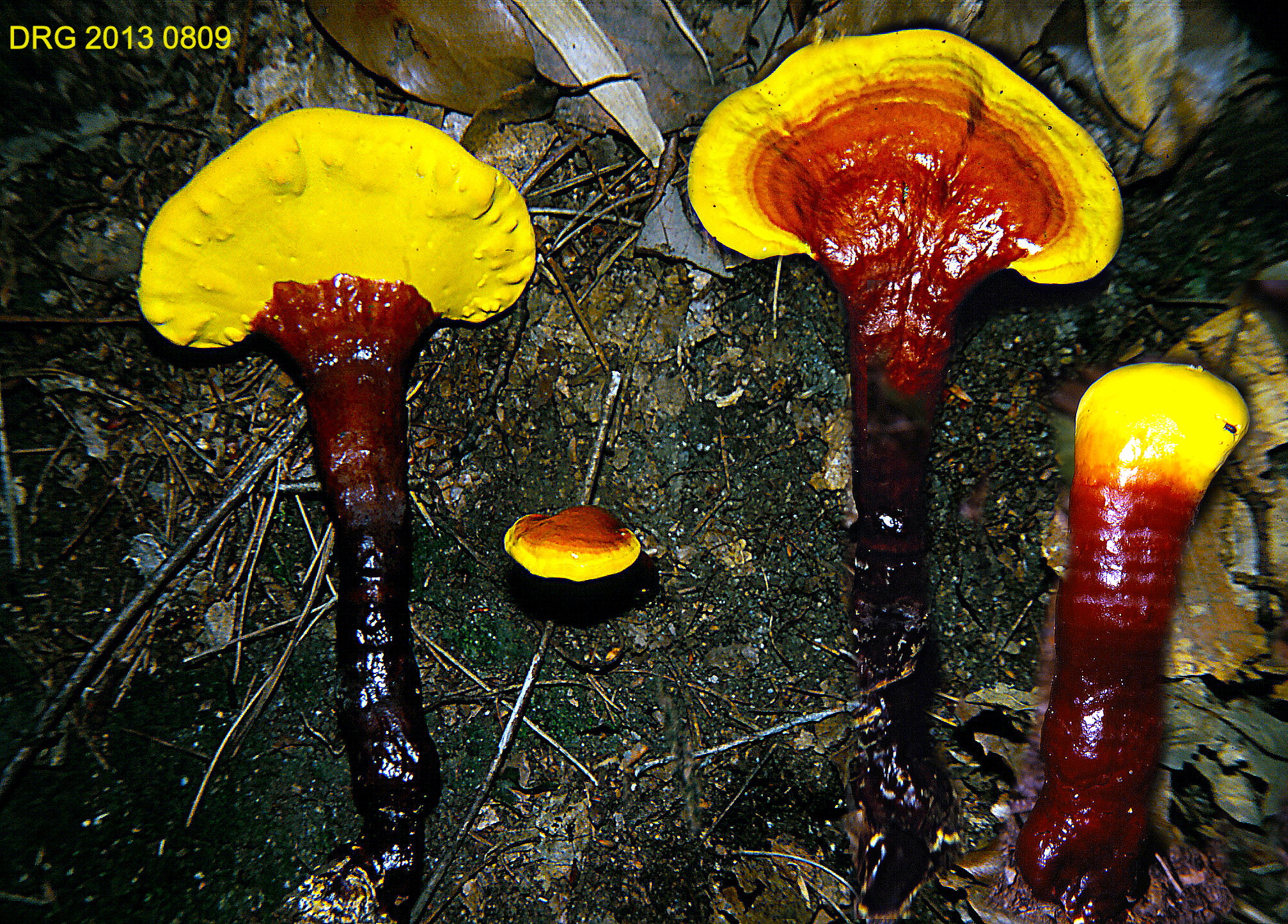 Reishi (File:Ganoderma lucidum sensu lato.jpg)