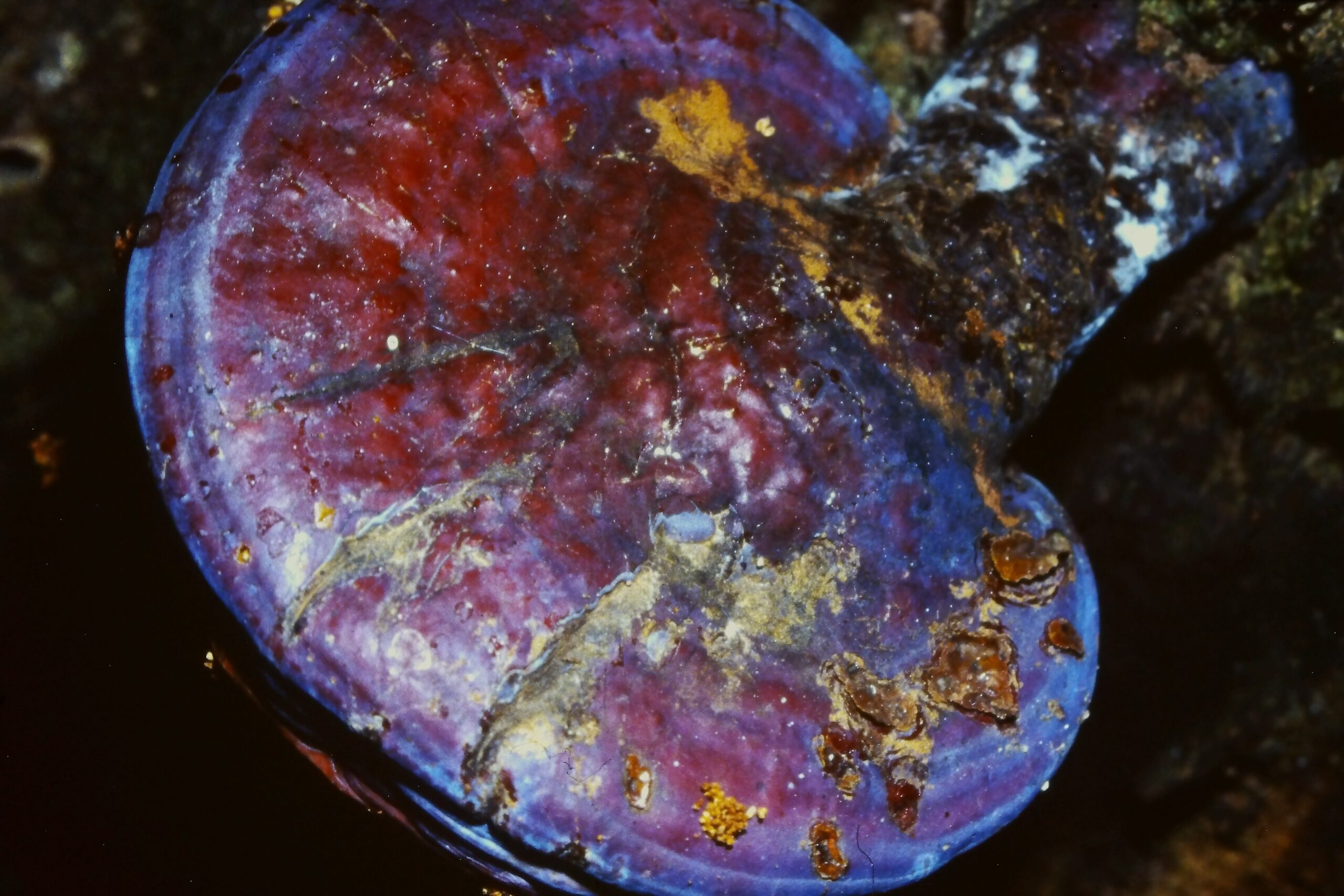 Reishi (File:3588 - Ganoderma lucido (Ganoderma Lucidum), Poliporacce, 1987.jpg)