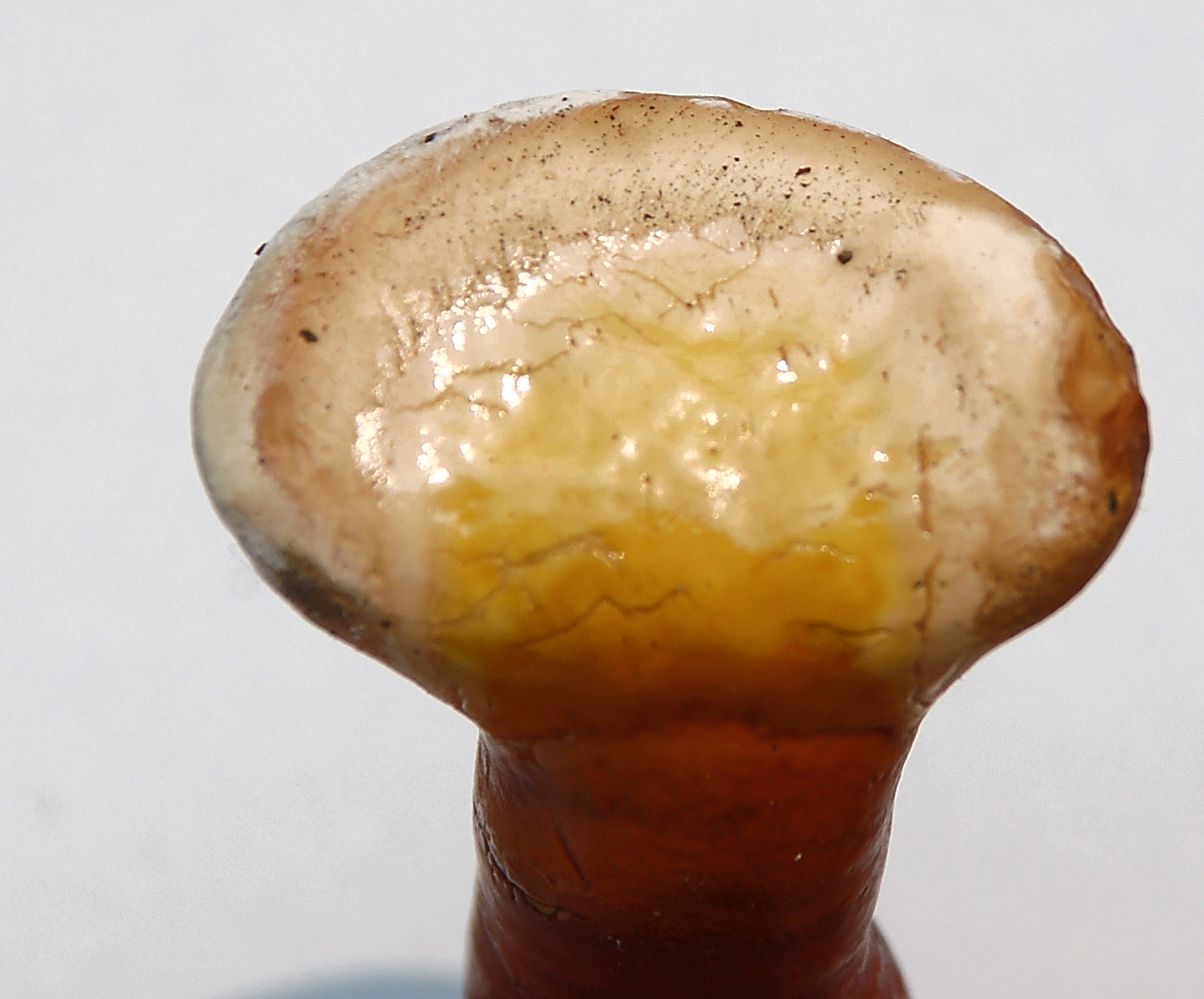 Reishi (File:Ganoderma-lucidum-(Fastiv)-2.jpg)