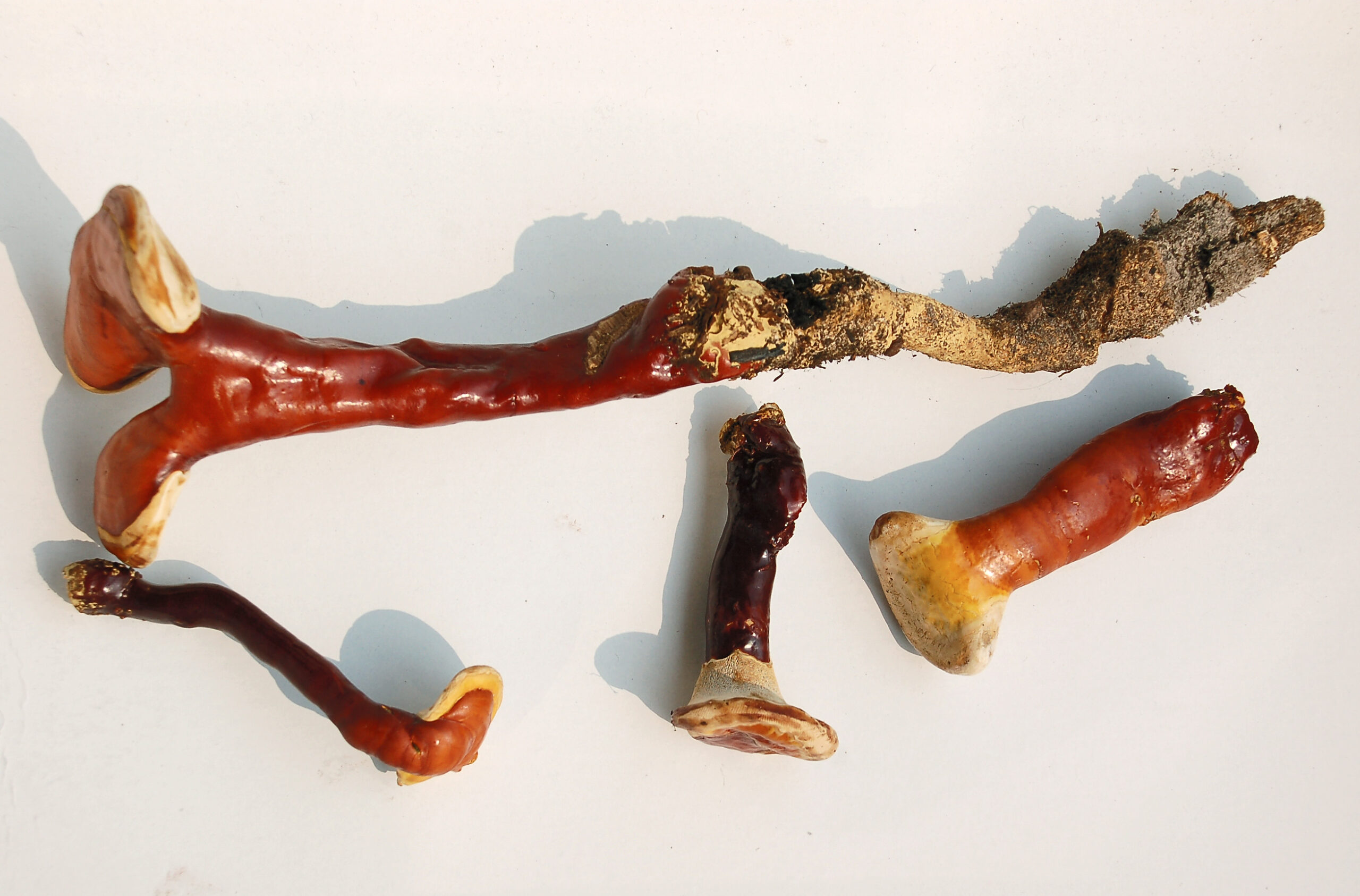 Reishi (File:Ganoderma-lucidum-(Fastiv)-0.jpg)