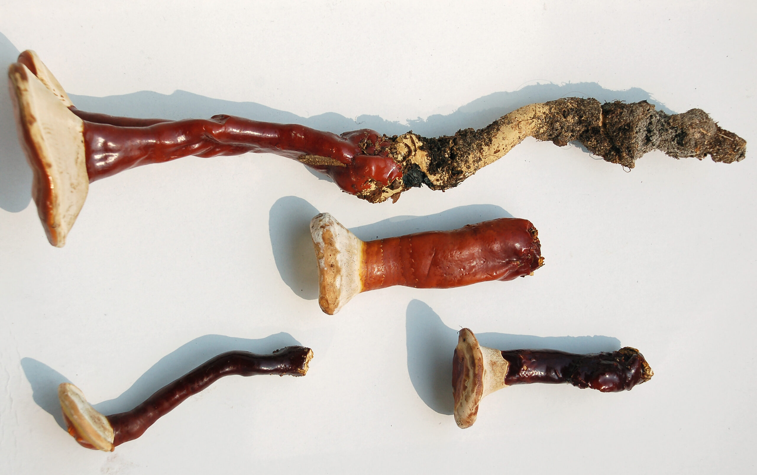 Reishi (File:Ganoderma-lucidum-(Fastiv)-00.jpg)