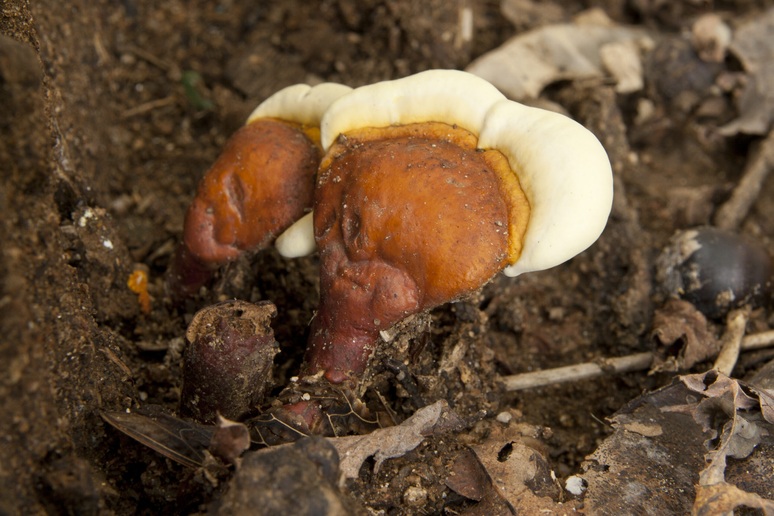 Reishi (File:Ganoderma lucidum 06.jpg)