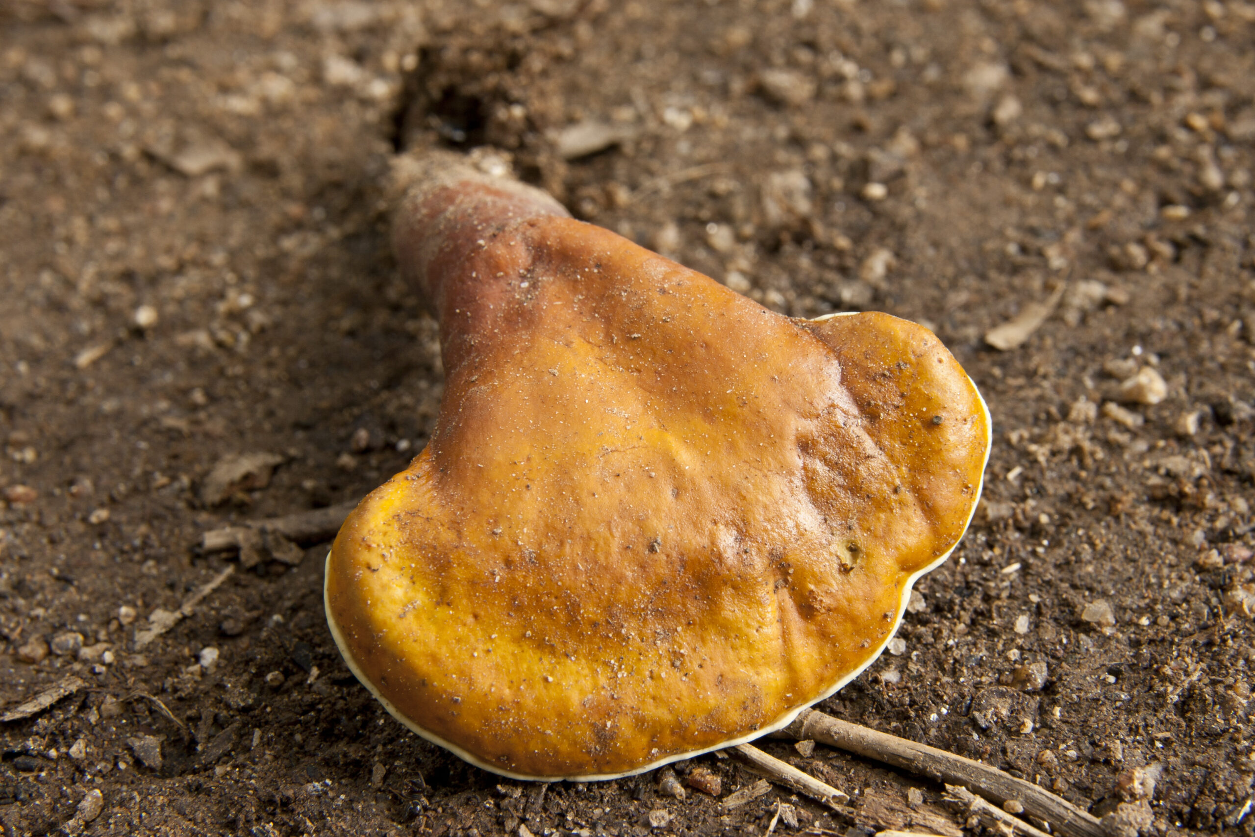 Reishi (File:Ganoderma lucidum 08.jpg)