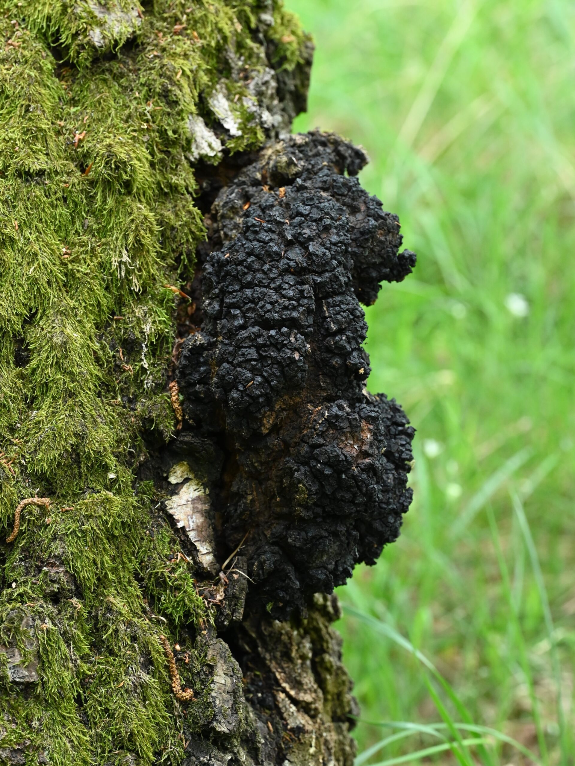 File:Inonotus obliquus kz01.jpg