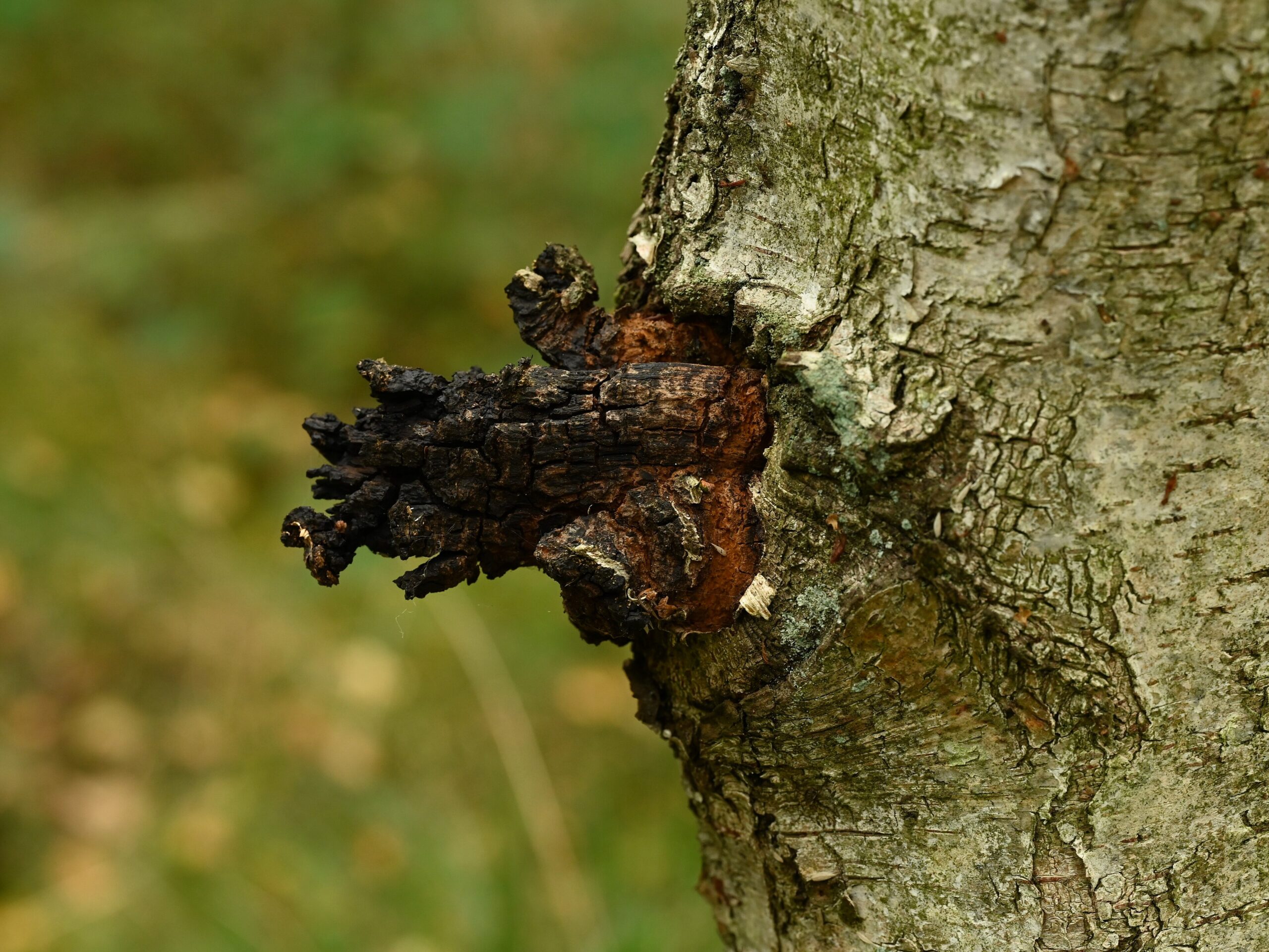 Chaga (File:Inonotus obliquus kz02.jpg)