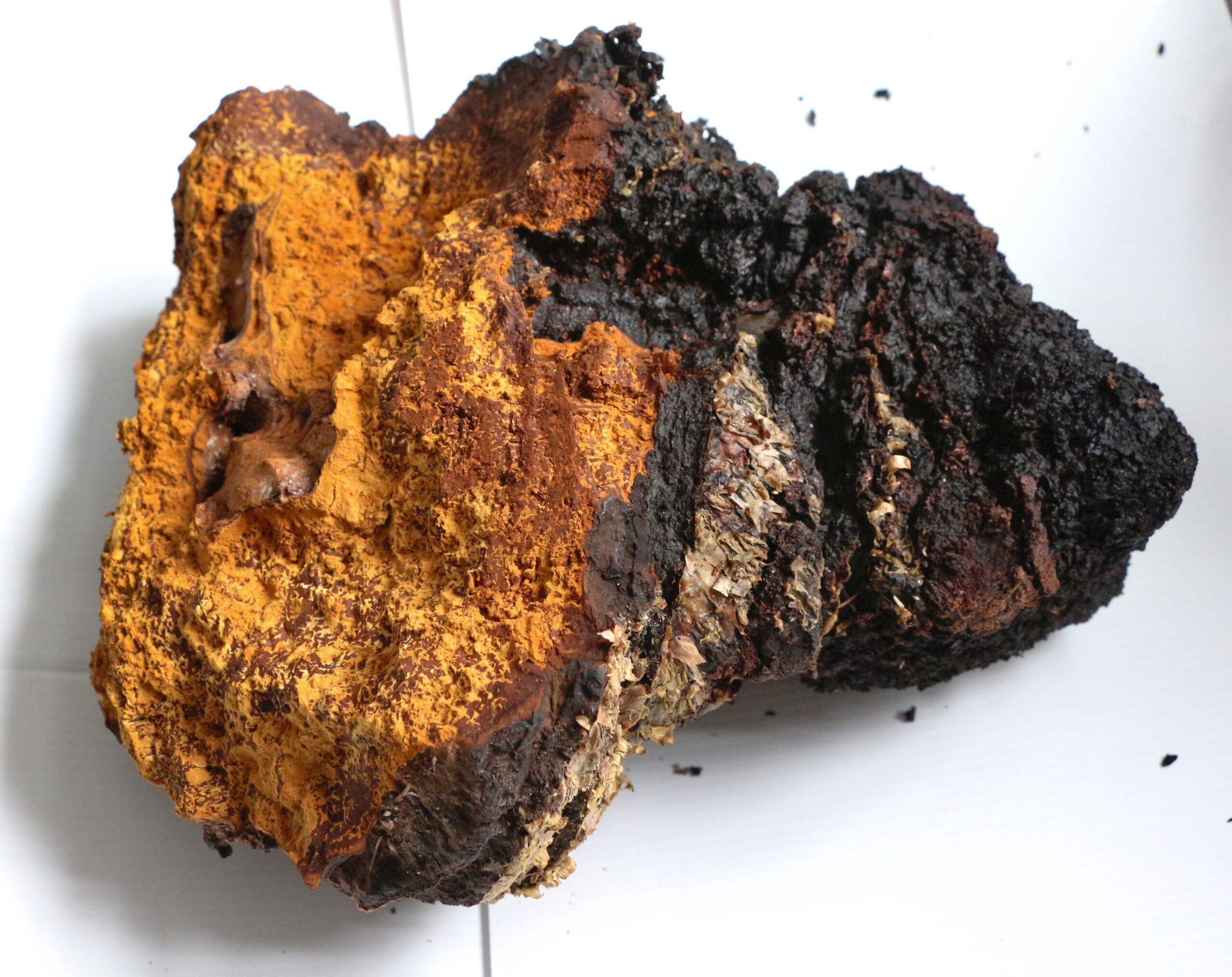 Chaga (File:Chaga (Inonotus obliquus) de 4,2 kg.jpg)