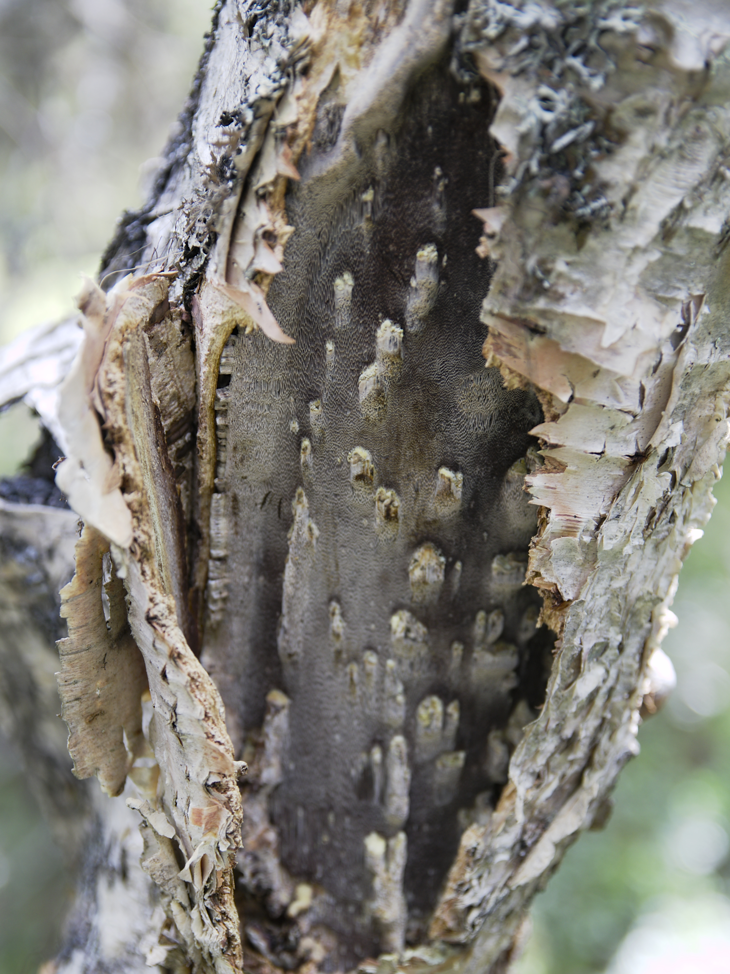 Chaga (File:Sprängticka (Inonotus obliquus).jpg)
