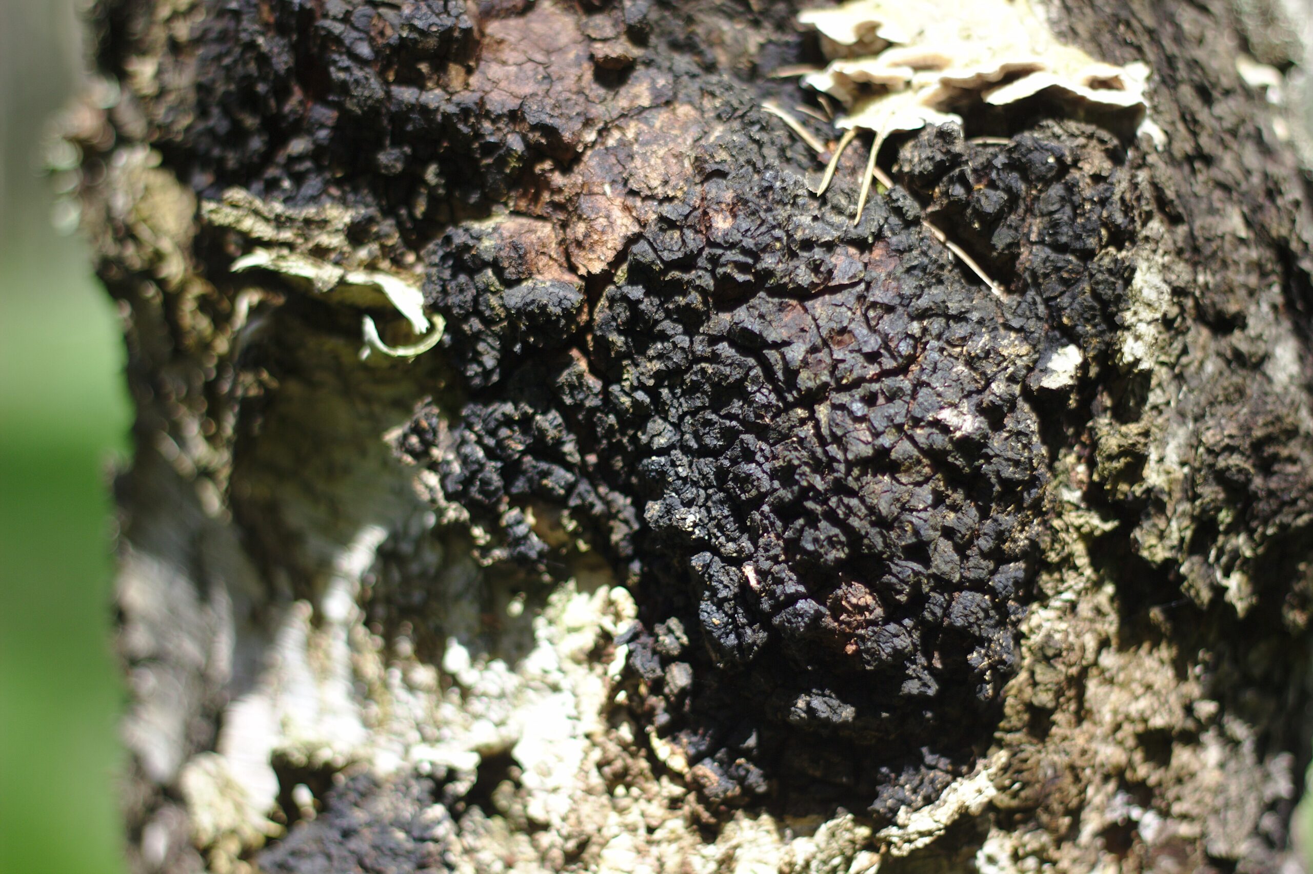 Chaga (File:Inonotus obliquus in Viešvilė.jpg)