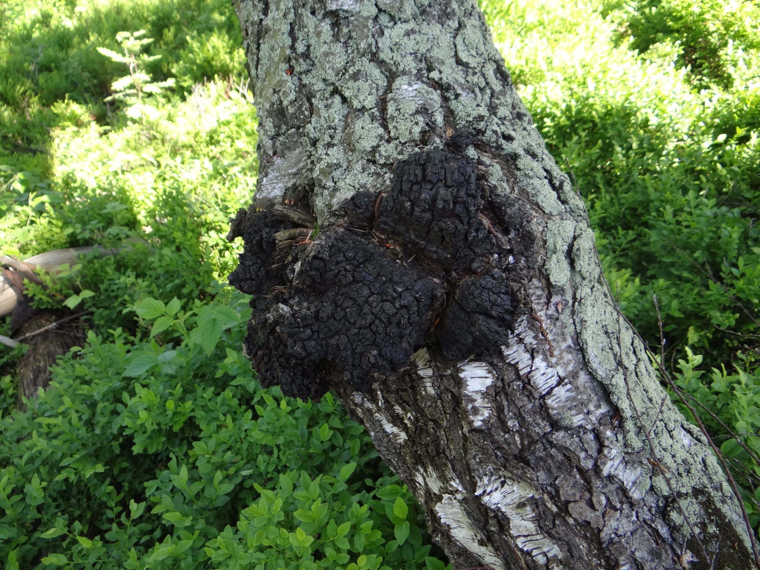 Chaga (File:Inonotus obliquus BMa6 (1).jpg)
