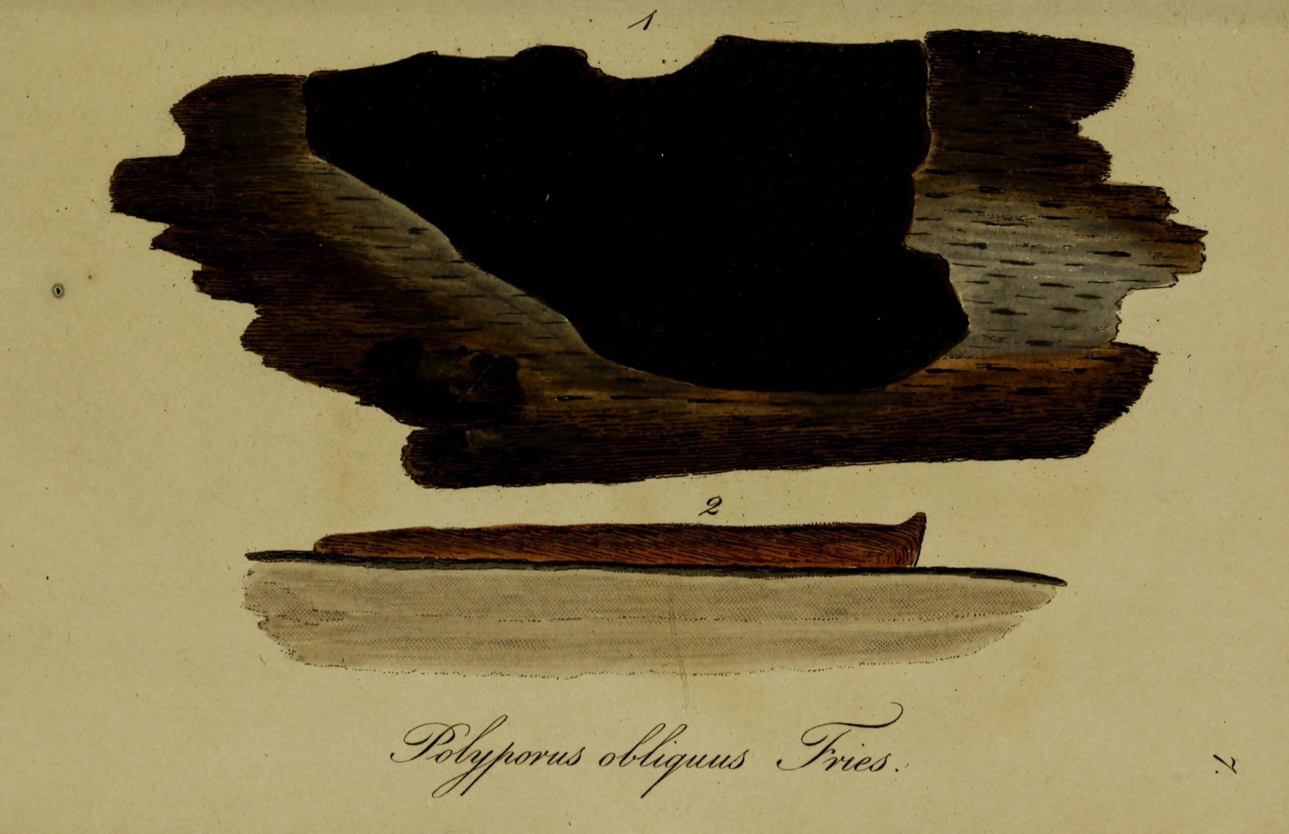 Chaga (File:Polyporus obliquus (Deutschlands flora, Jakob Sturm).jpg)