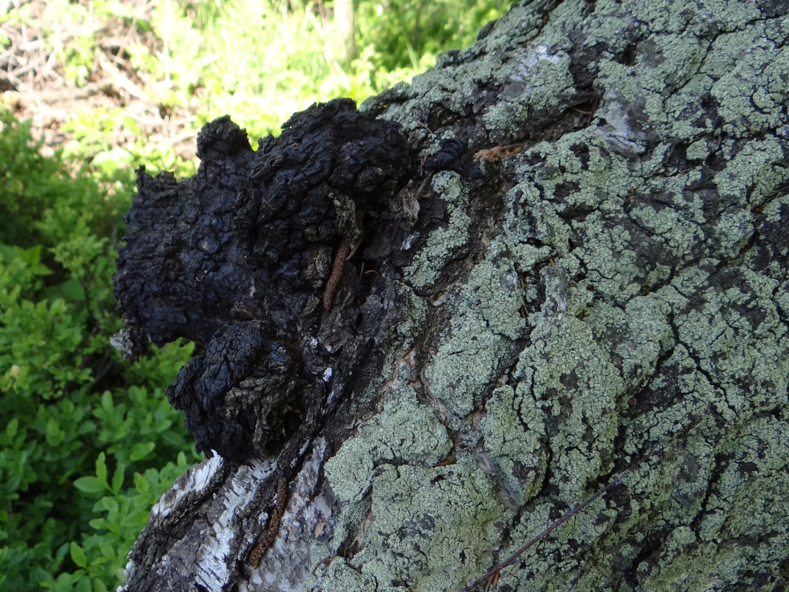 Chaga (File:Inonotus obliquus BMa6 (2).jpg)