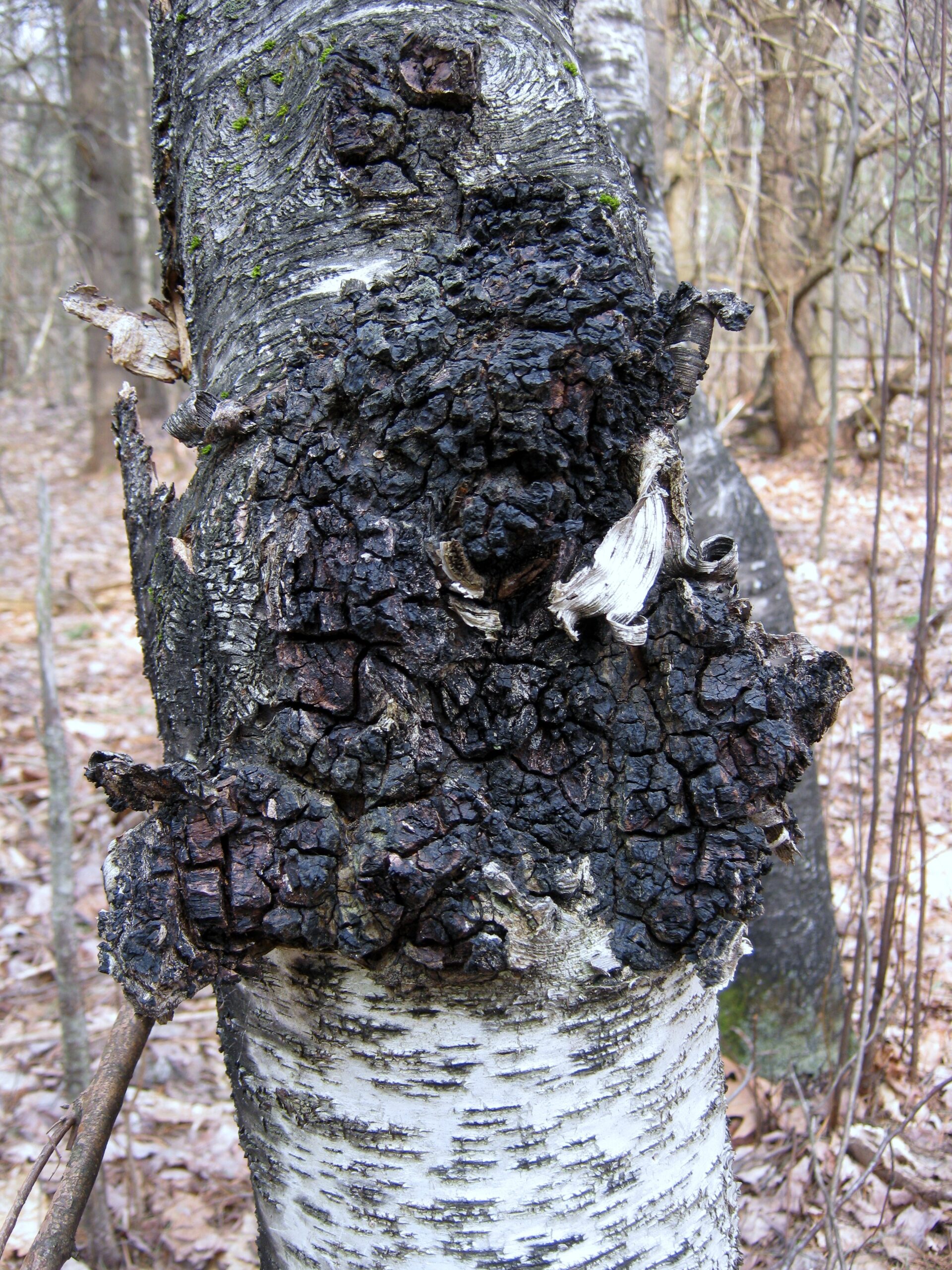 Chaga (File:Inonotus obliquus 141813.jpg)