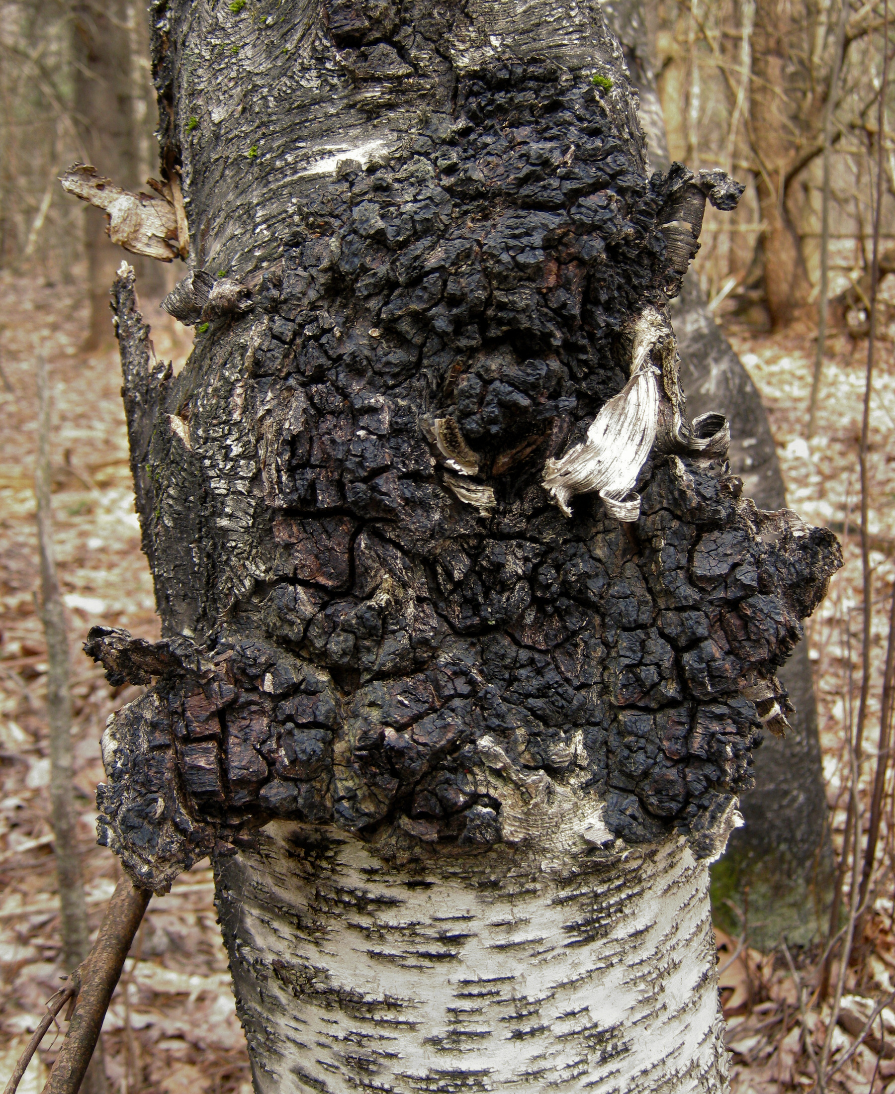 Chaga (File:Inonotus obliquus 141813 cropped.jpg)