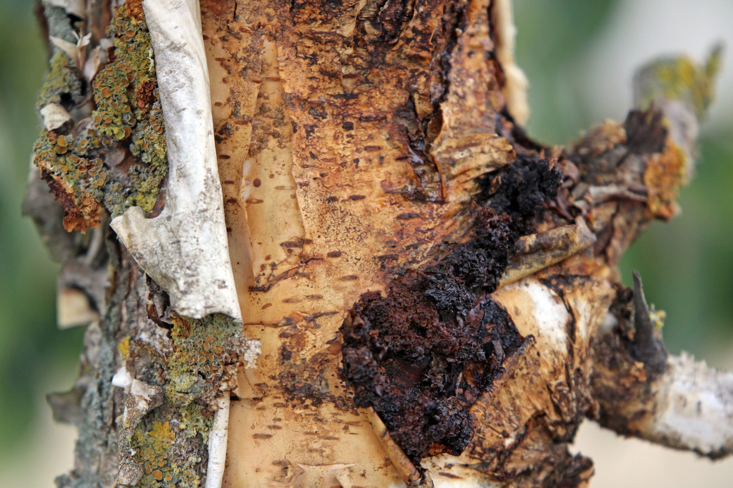 Chaga (File:Inonotus obliquus IMG 0523.jpg)