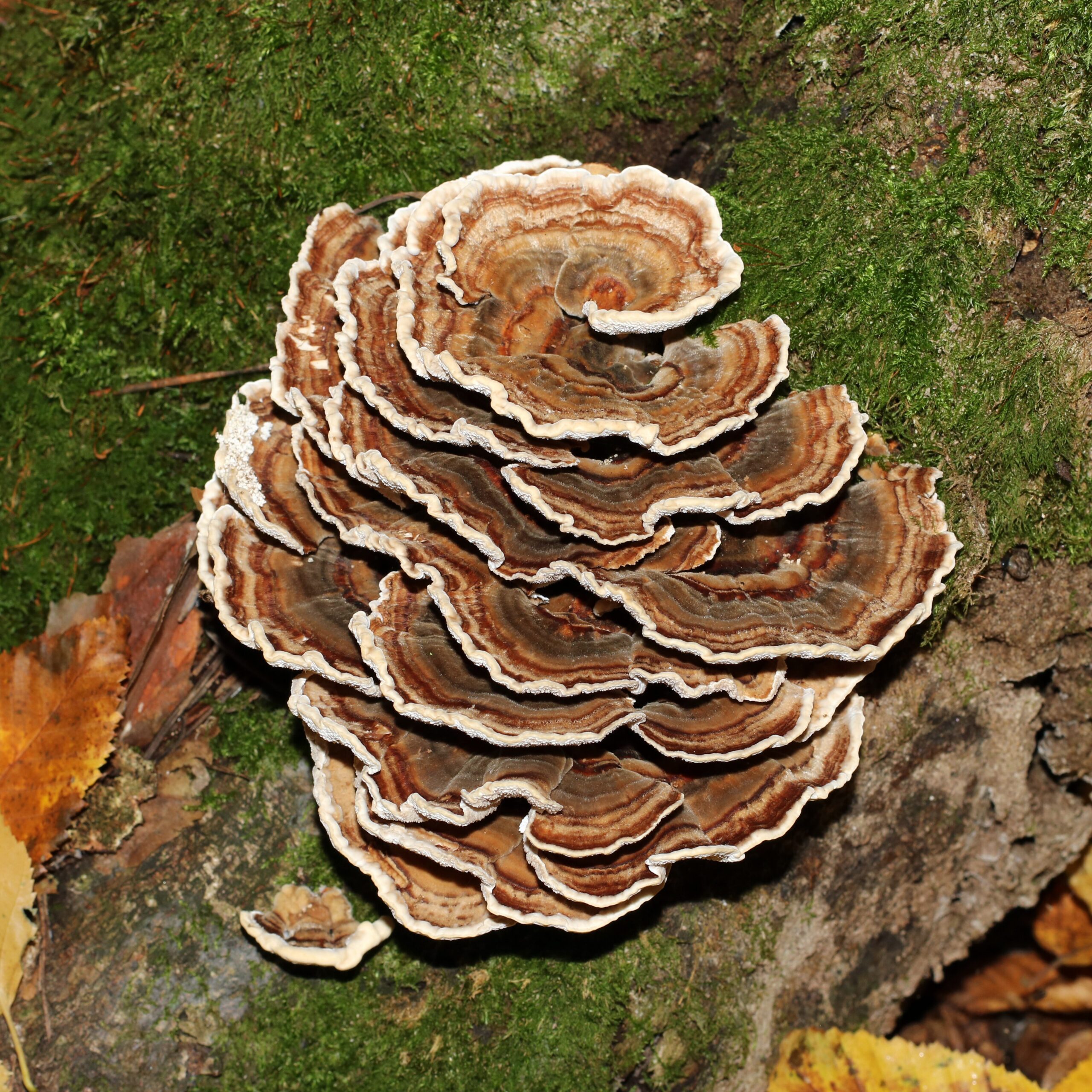 File:Trametes versicolor 2025 G1.jpg