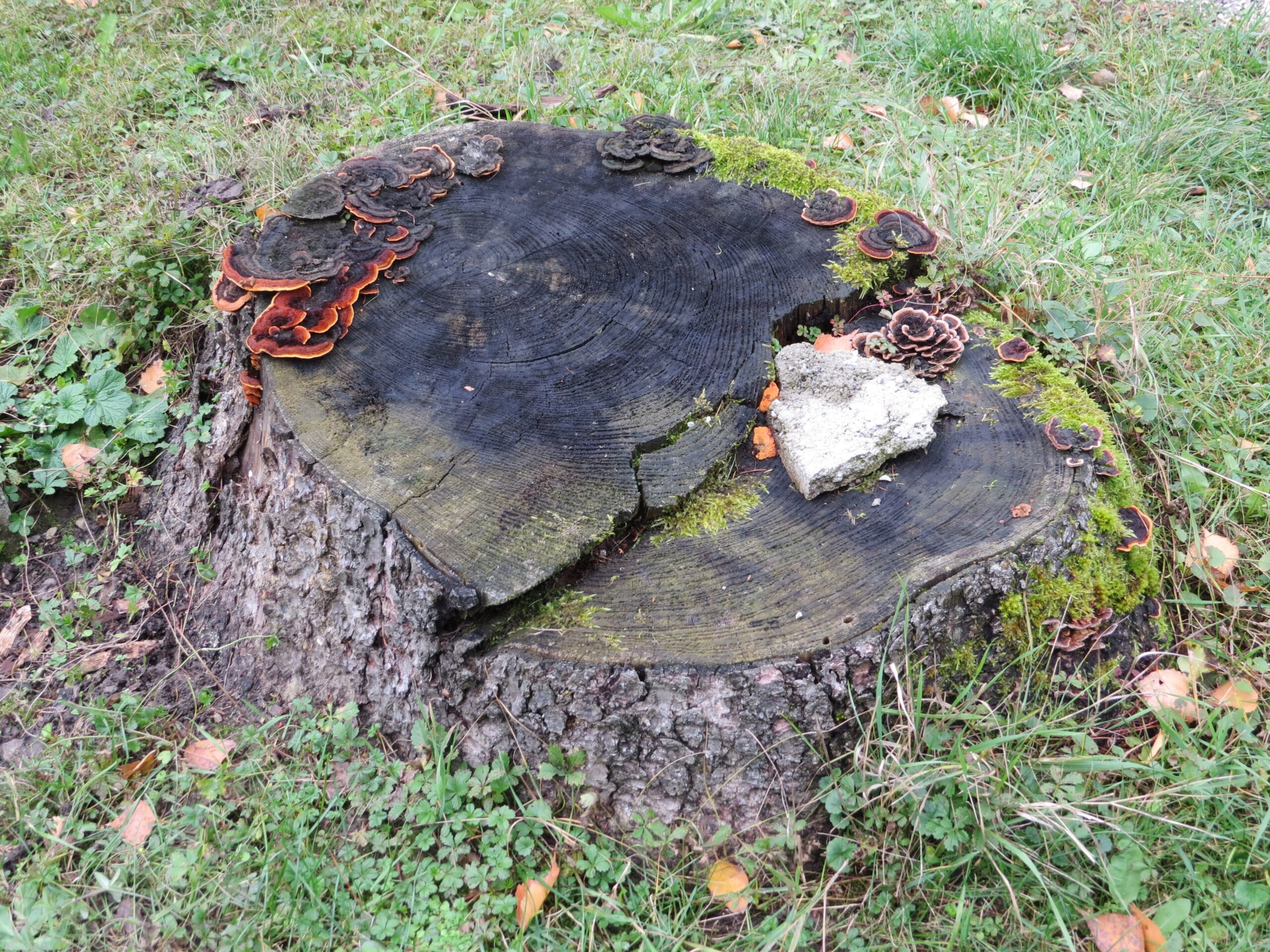 Turkey Tail (File:2017-10-31 (406) Tree stump with fungis (Gloeophyllum sepiarium, Trametes versicolor, Trametes versicolor, Lenzites betulina?) at Hauptfriedhof St. Pölten.jpg)