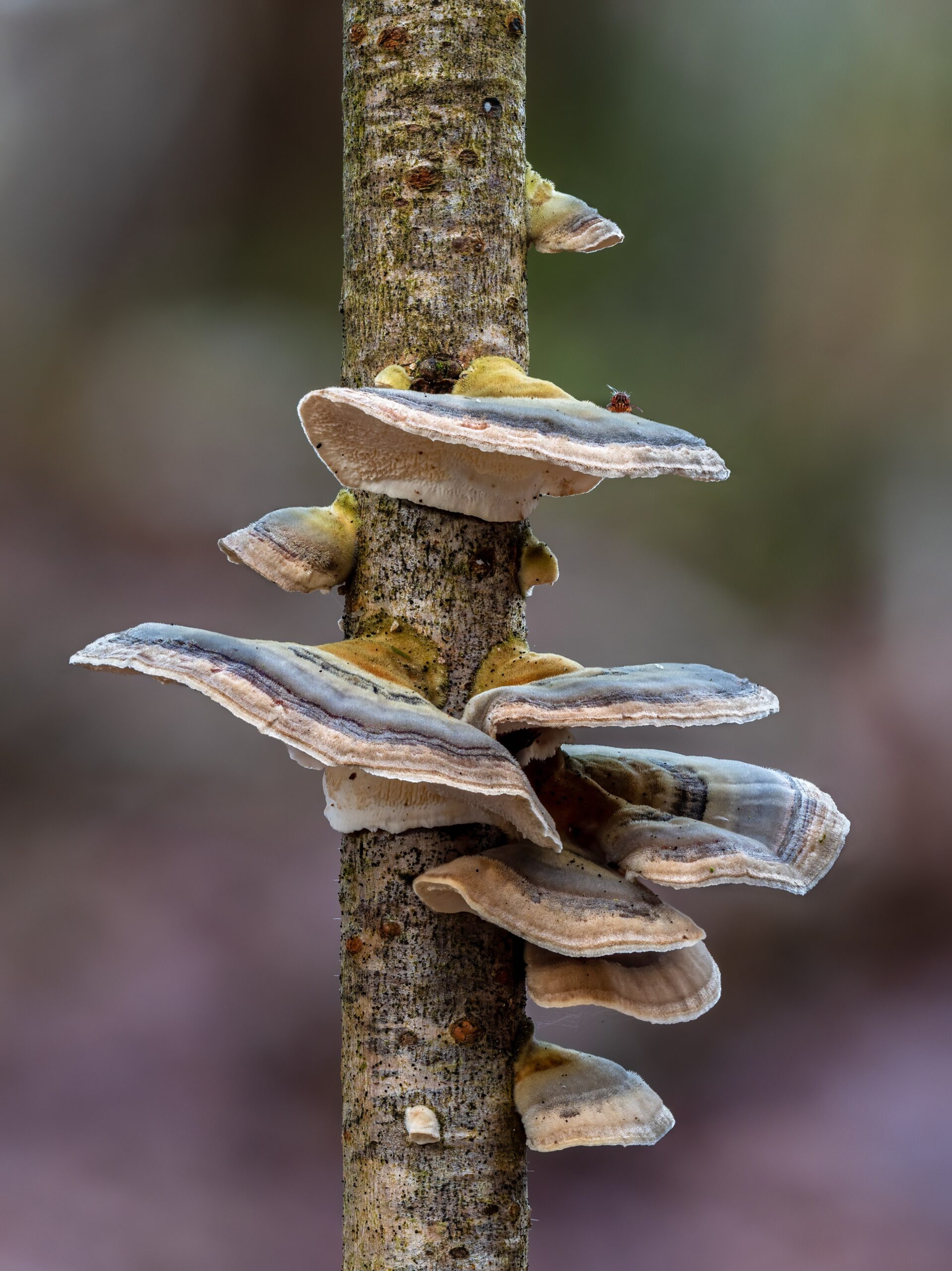 Turkey Tail (File:Trametes Versicolor-20191227-RM-145922.jpg)