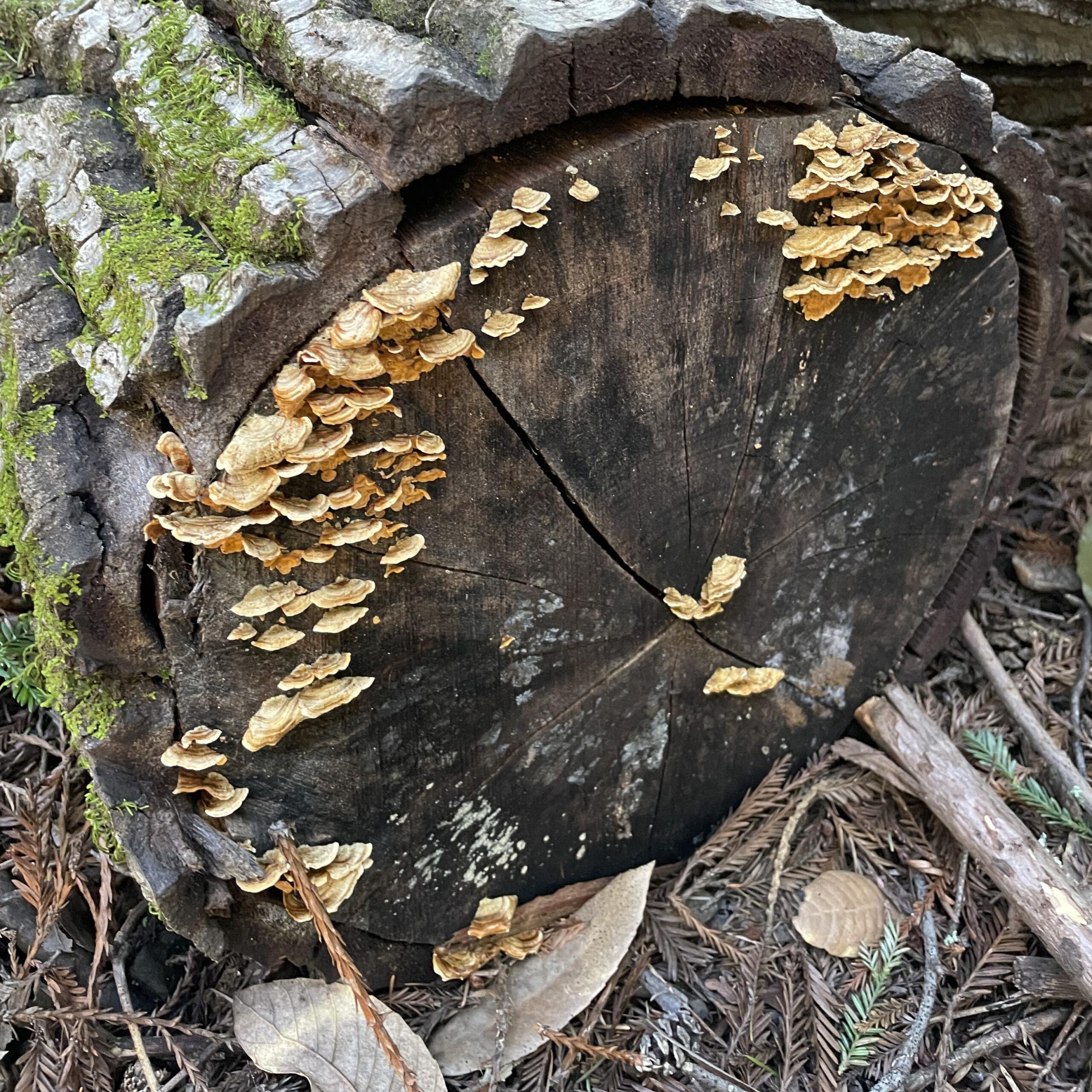 Turkey Tail (File:Trametes versicolor Bear Creek.jpg)