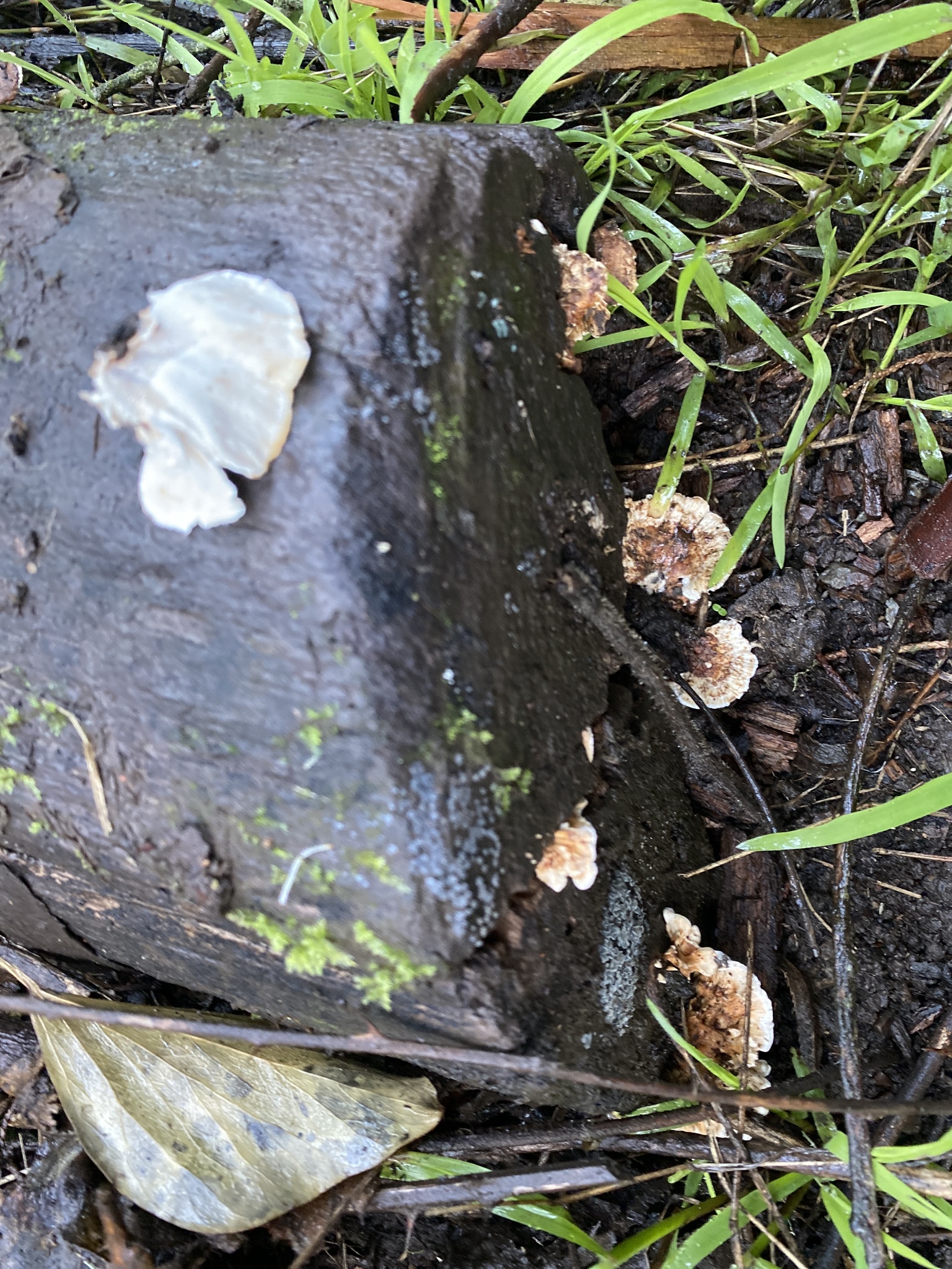 Turkey Tail (File:Trametes versicolor 110873752.jpg)