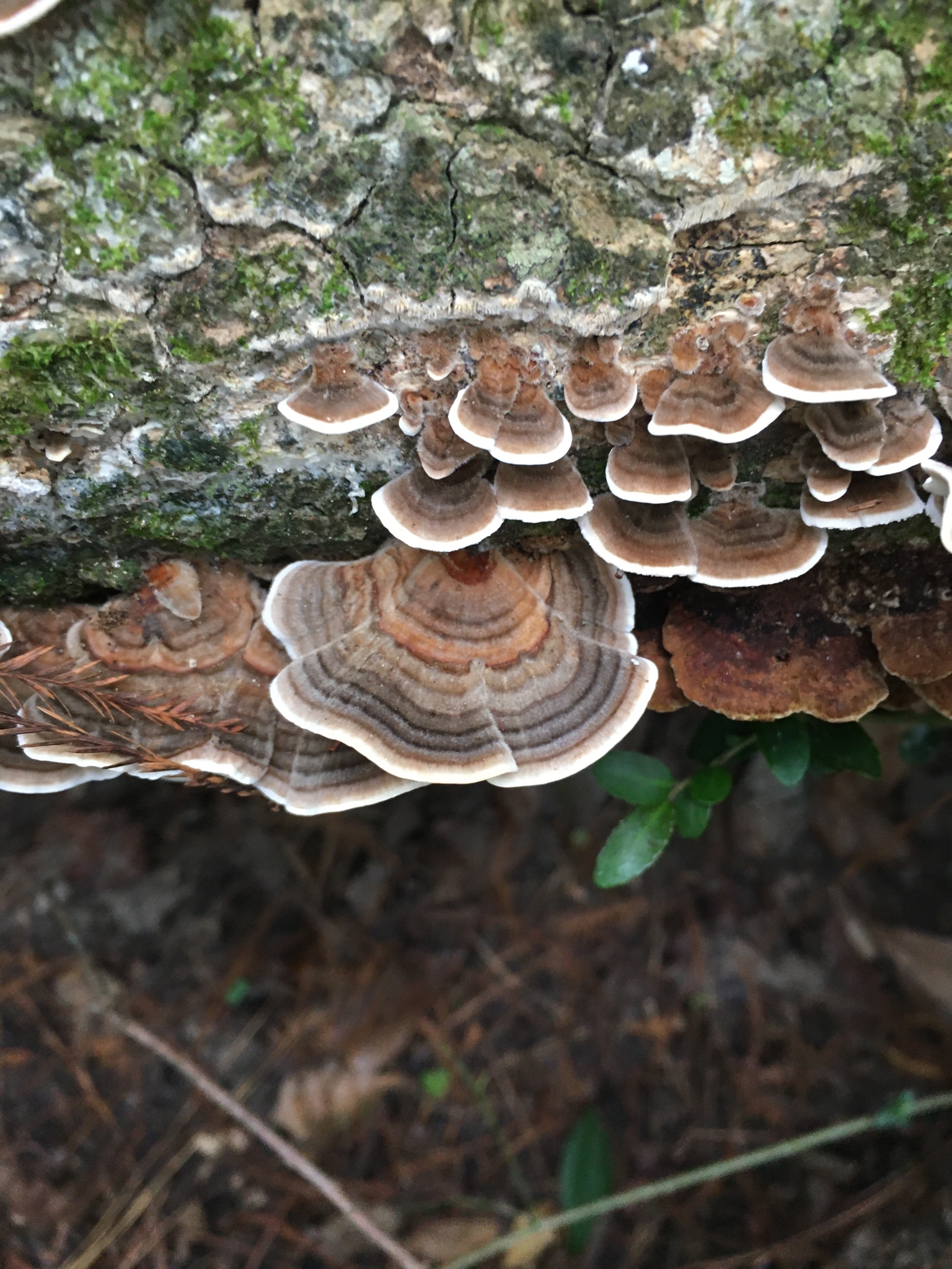 Turkey Tail (File:Trametes versicolor 102218630.jpg)
