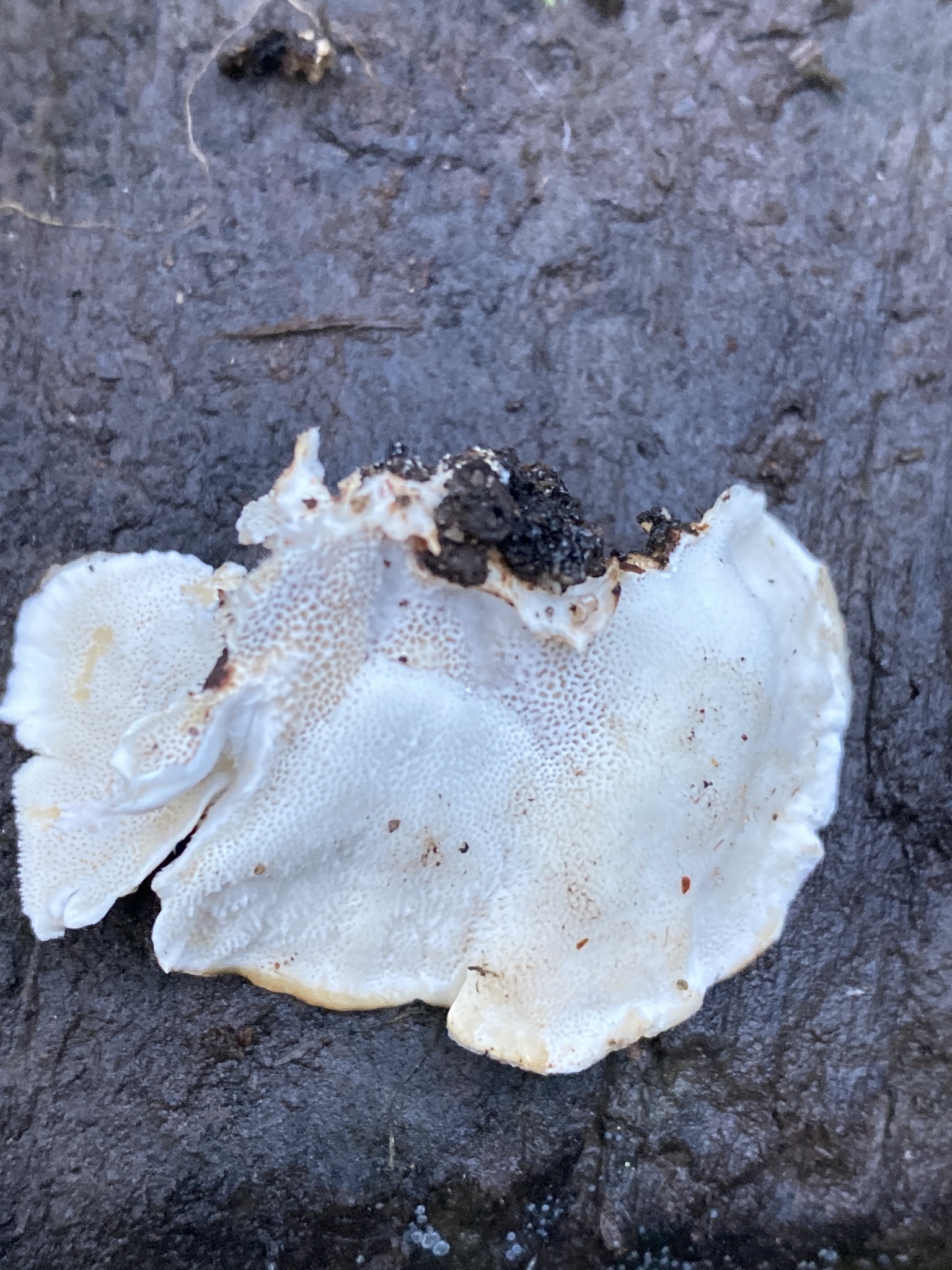Turkey Tail (File:Trametes versicolor 110873766.jpg)