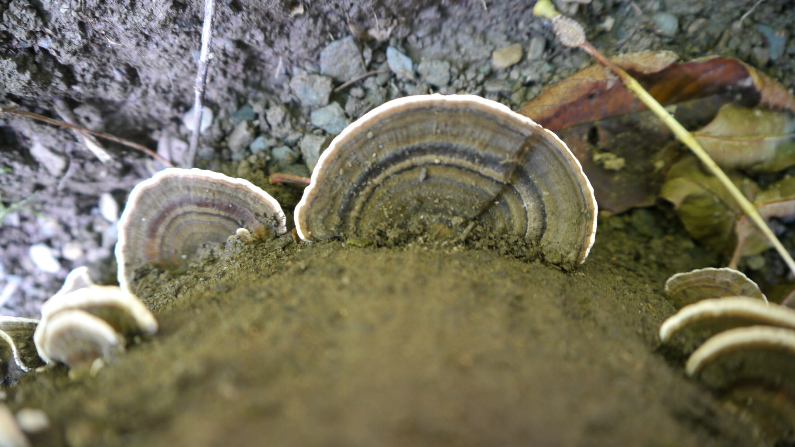 Turkey Tail (File:Trametes versicolor 2019.jpg)